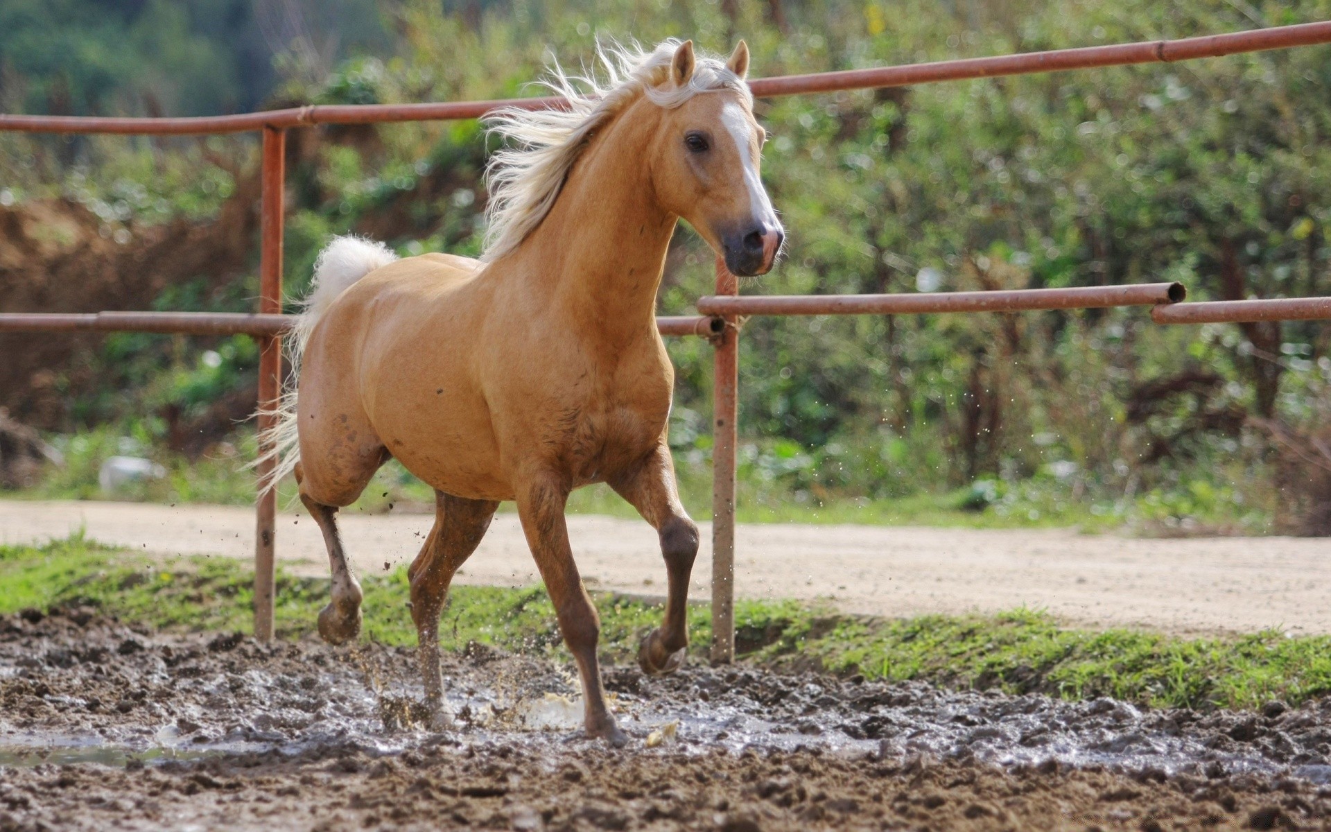 cavalos fazenda cavalo agricultura pasto animal mamífero mare criação de cavalos campo garanhão cavalaria grama rural natureza mane equestre ao ar livre rápido