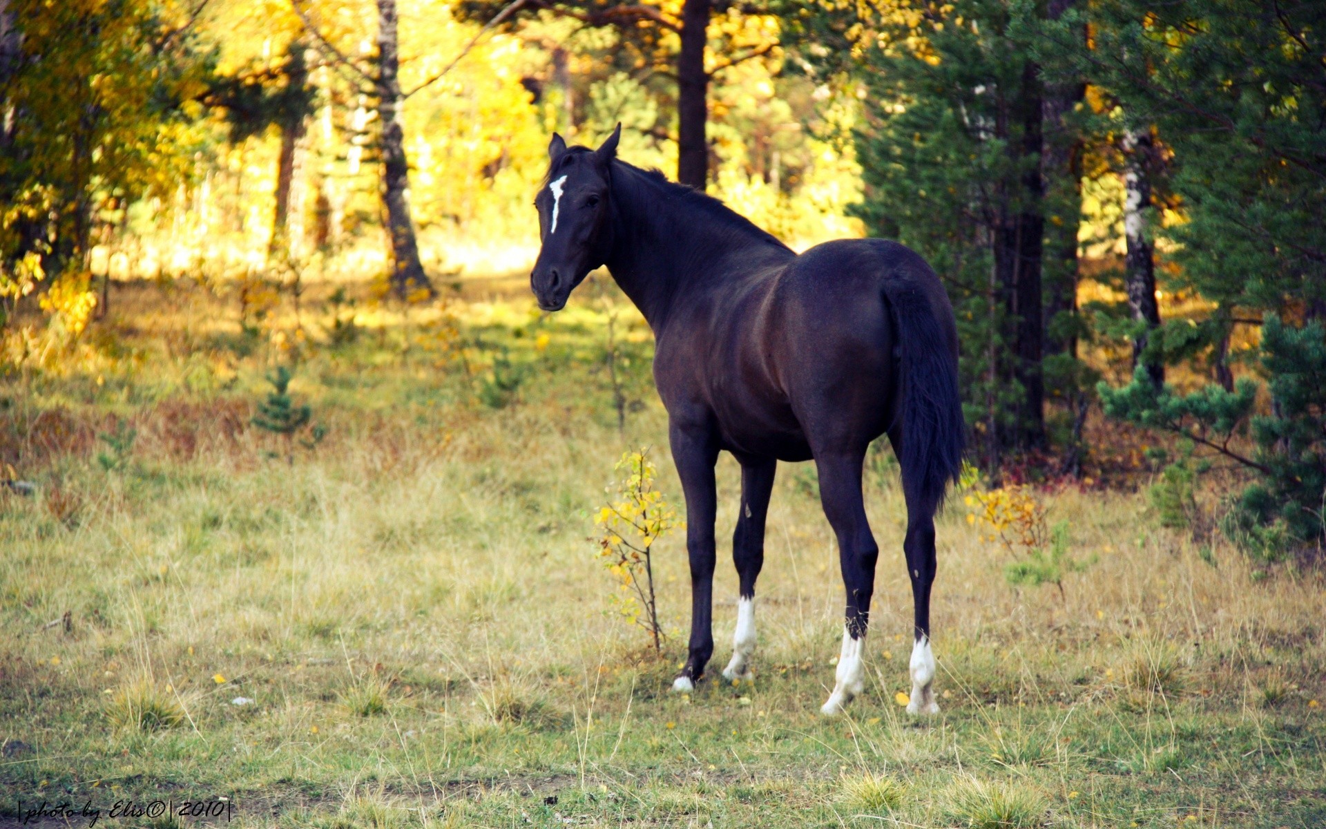 cavallo mammifero cavallo erba cavalleria mare pascolo fieno manet animale stallone allevamento di cavalli rurale all aperto natura azienda agricola