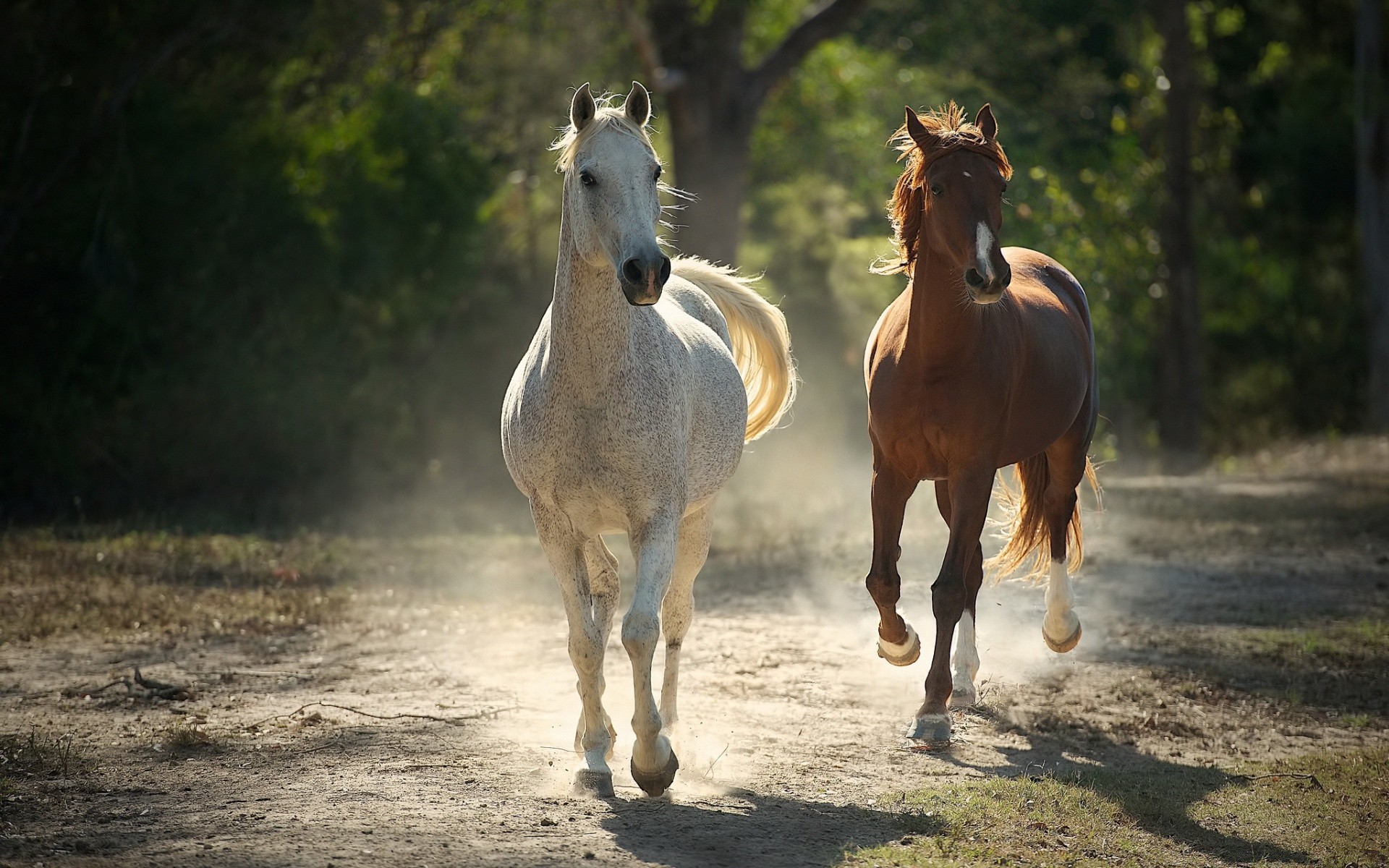 horses horse mare mammal cavalry stallion equine animal equestrian mane farm pony sitting gallop fast pasture grass livestock hayfield chestnut