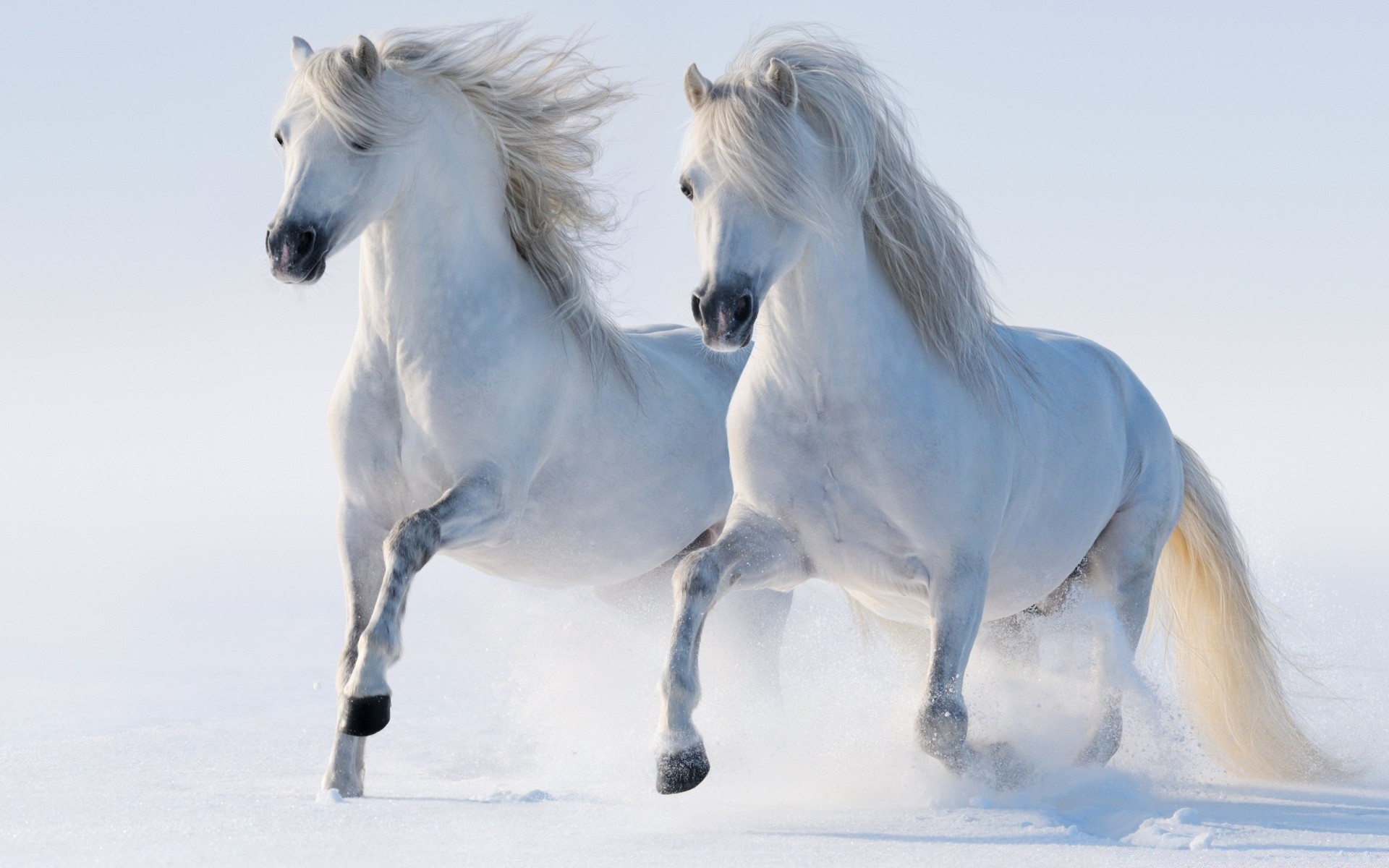 pferd pferd kavallerie mare säugetier pferd hengst tier winter schnee pferdezucht pony manet ein porträt aktion laufen reinrassig schnell zwei