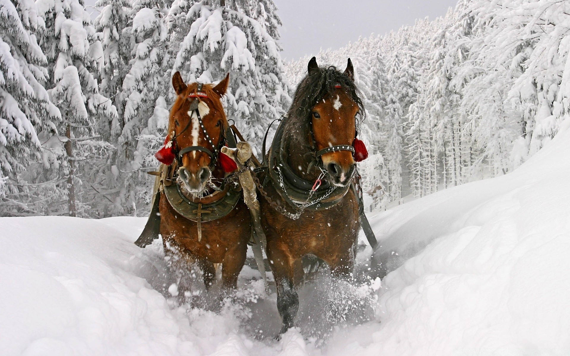 chevaux neige hiver froid glace gel noël bois saison flocon de neige action congelé montagnes un