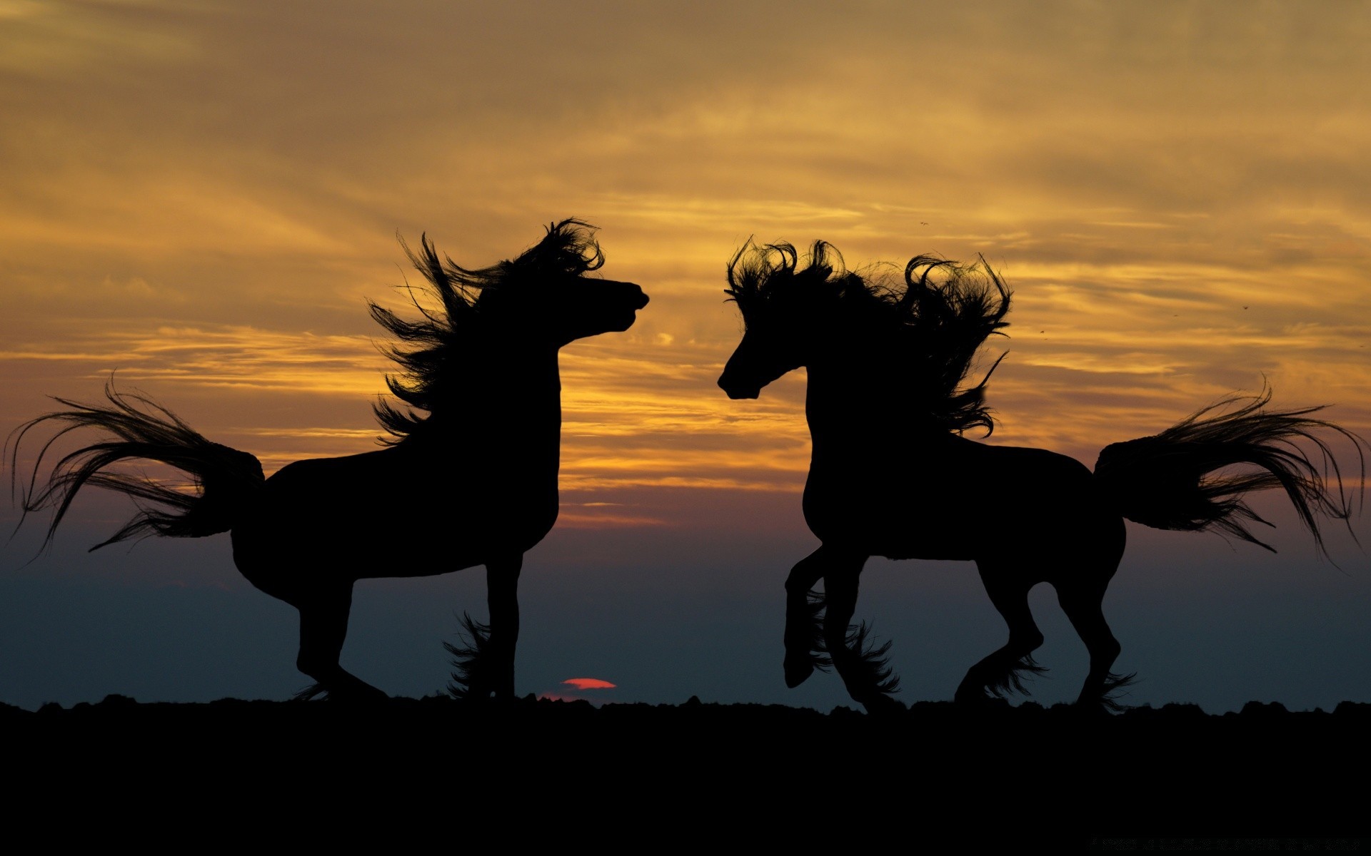 horses sunset cavalry silhouette backlit mammal evening equestrian sitting dawn sky dusk horse animal sun motion landscape mare two