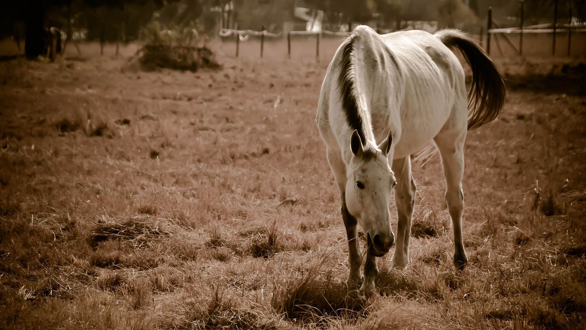 horses mammal cavalry animal farm grass wildlife nature wild mare outdoors livestock field pasture rural agriculture mane