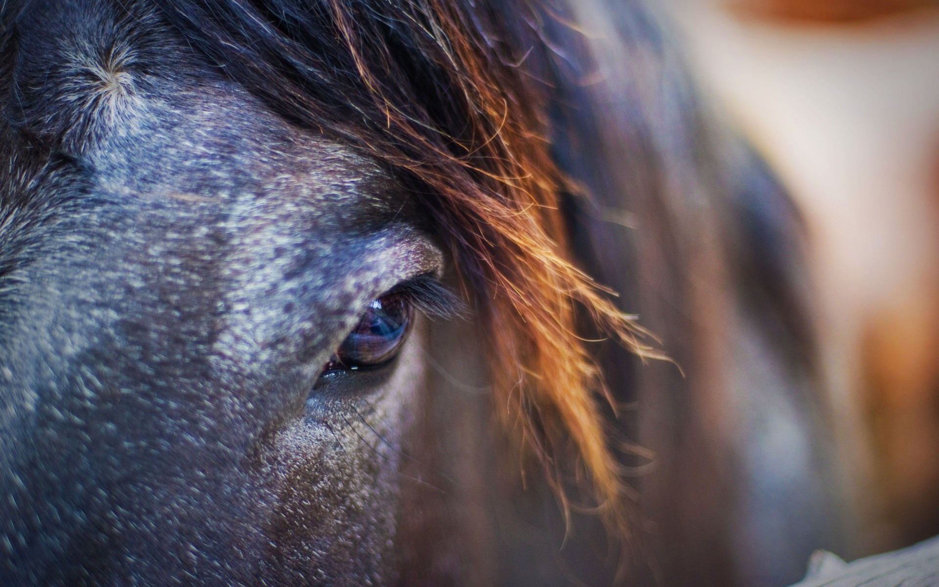 cavallo ritratto mammifero all aperto uno capelli luce del giorno natura cavalleria sfocatura occhio fauna selvatica animale viso inverno testa