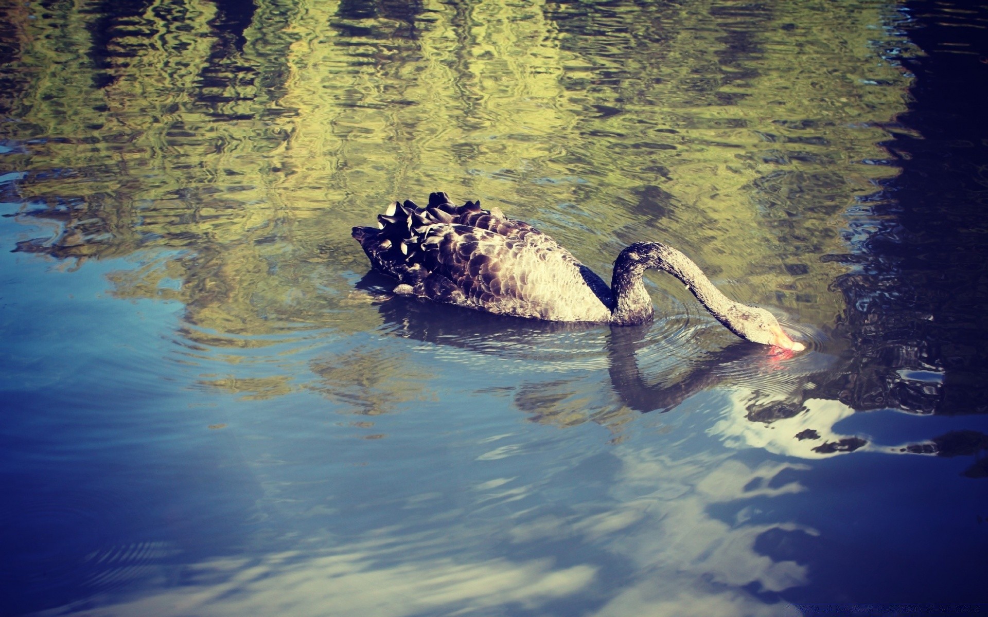 cygnes eau réflexion lac natation rivière à l extérieur nature piscine lumière du jour