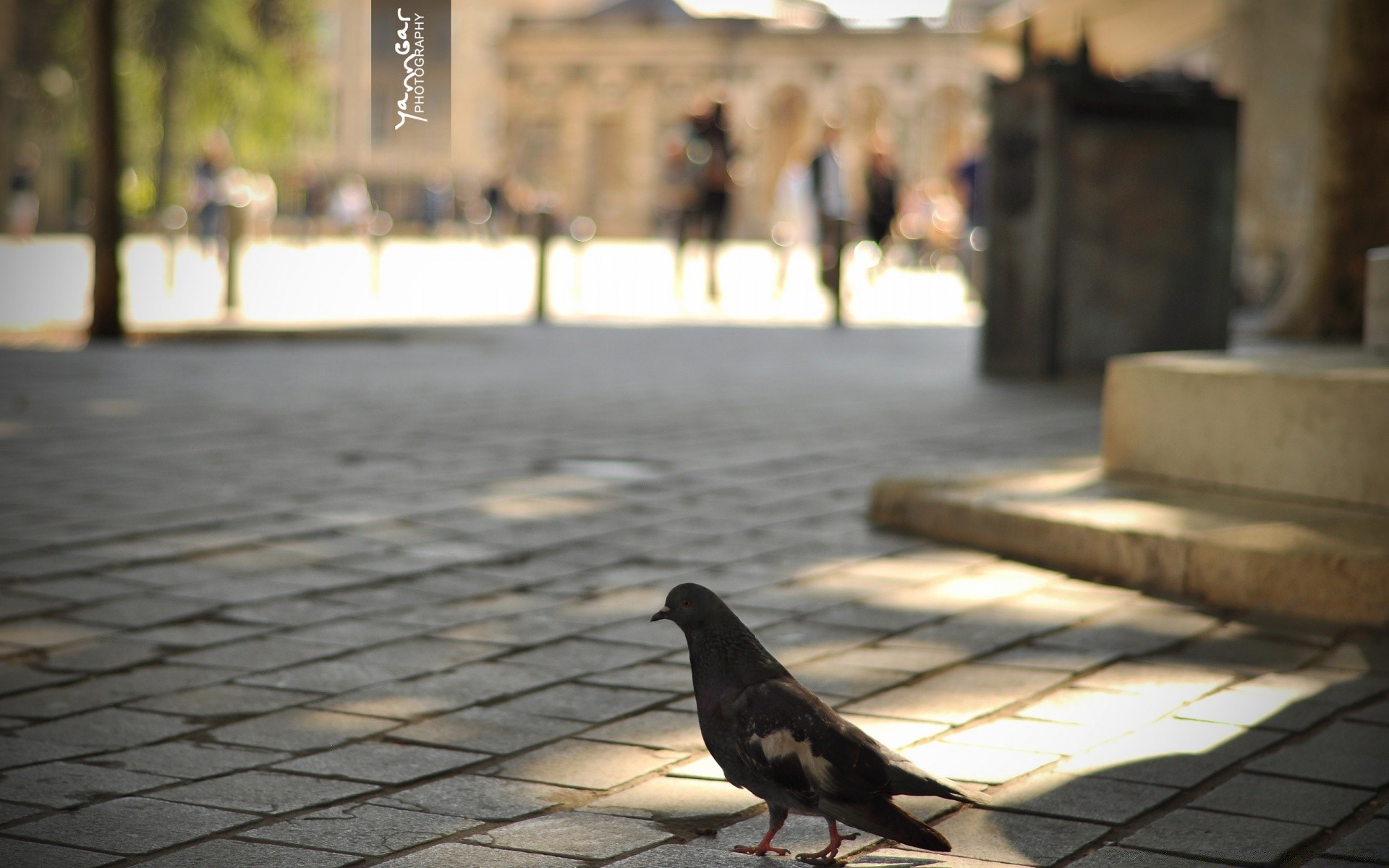 dove street city bird pigeon outdoors architecture travel water winter