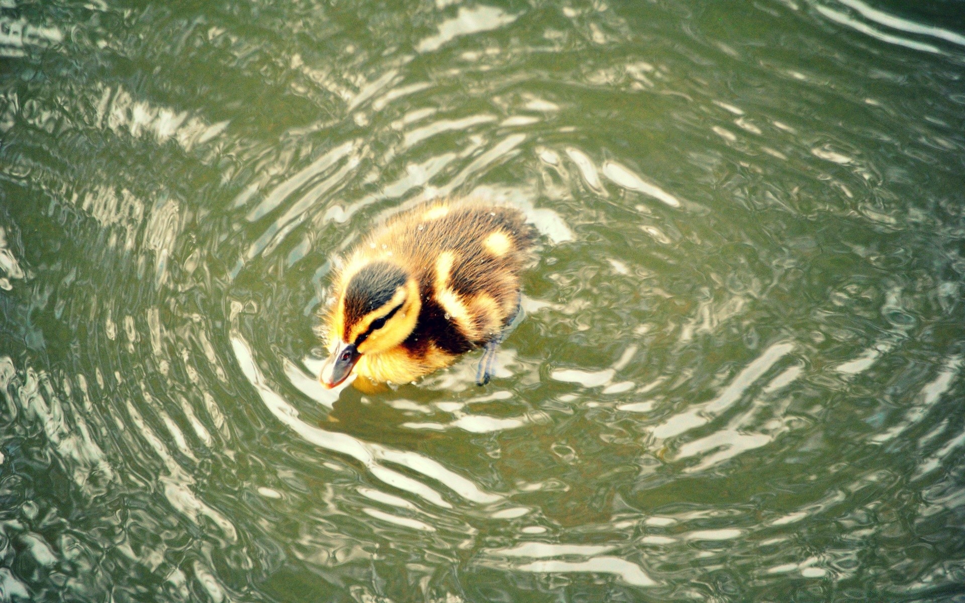 pulcini acqua uccello fauna selvatica natura nuoto lago bagnato animale all aperto fiume piscina anatra becco