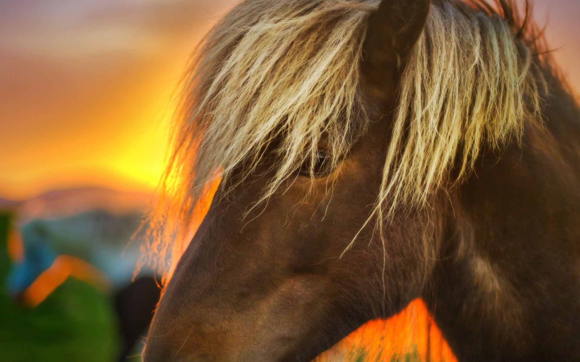 pferd porträt säugetier kavallerie allein haar im freien