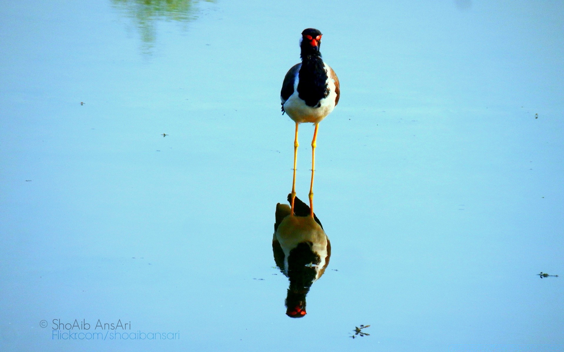 wasservögel vogel im freien tierwelt wasser natur