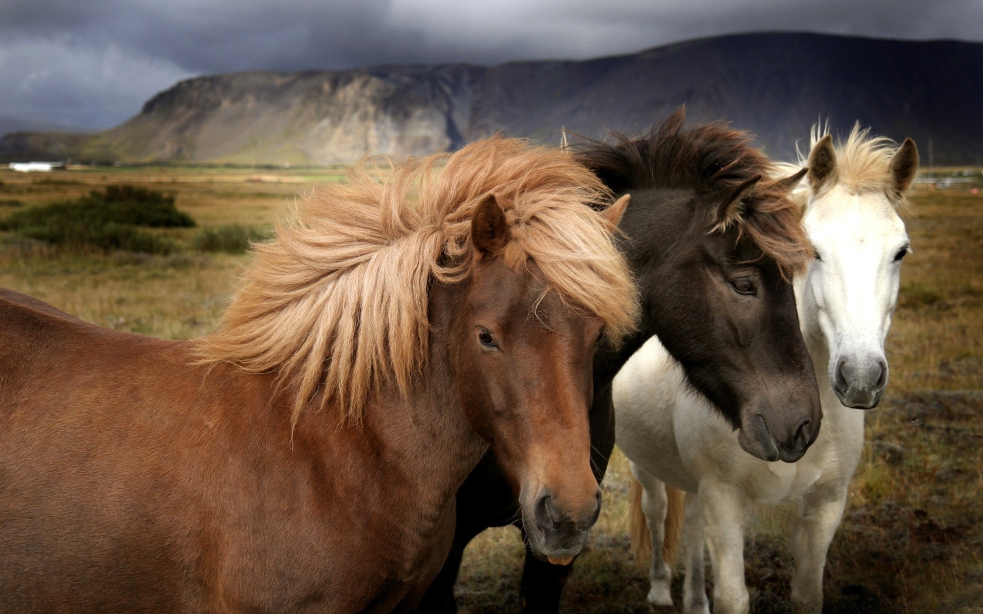 cavallo cavalleria mane mare mammifero animale cavallo stallone pony fattoria allevamento di cavalli pascolo animali vivi puledro erba mustang due fauna selvatica equestre natura