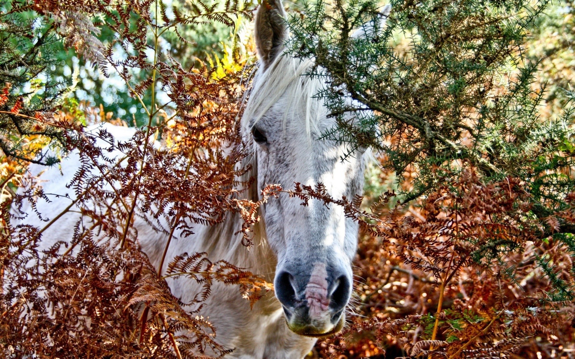 cavalli natura albero animale all aperto stagione rurale legno foglia autunno bella fattoria erba flora pascolo campagna colore inverno mammifero paesaggio