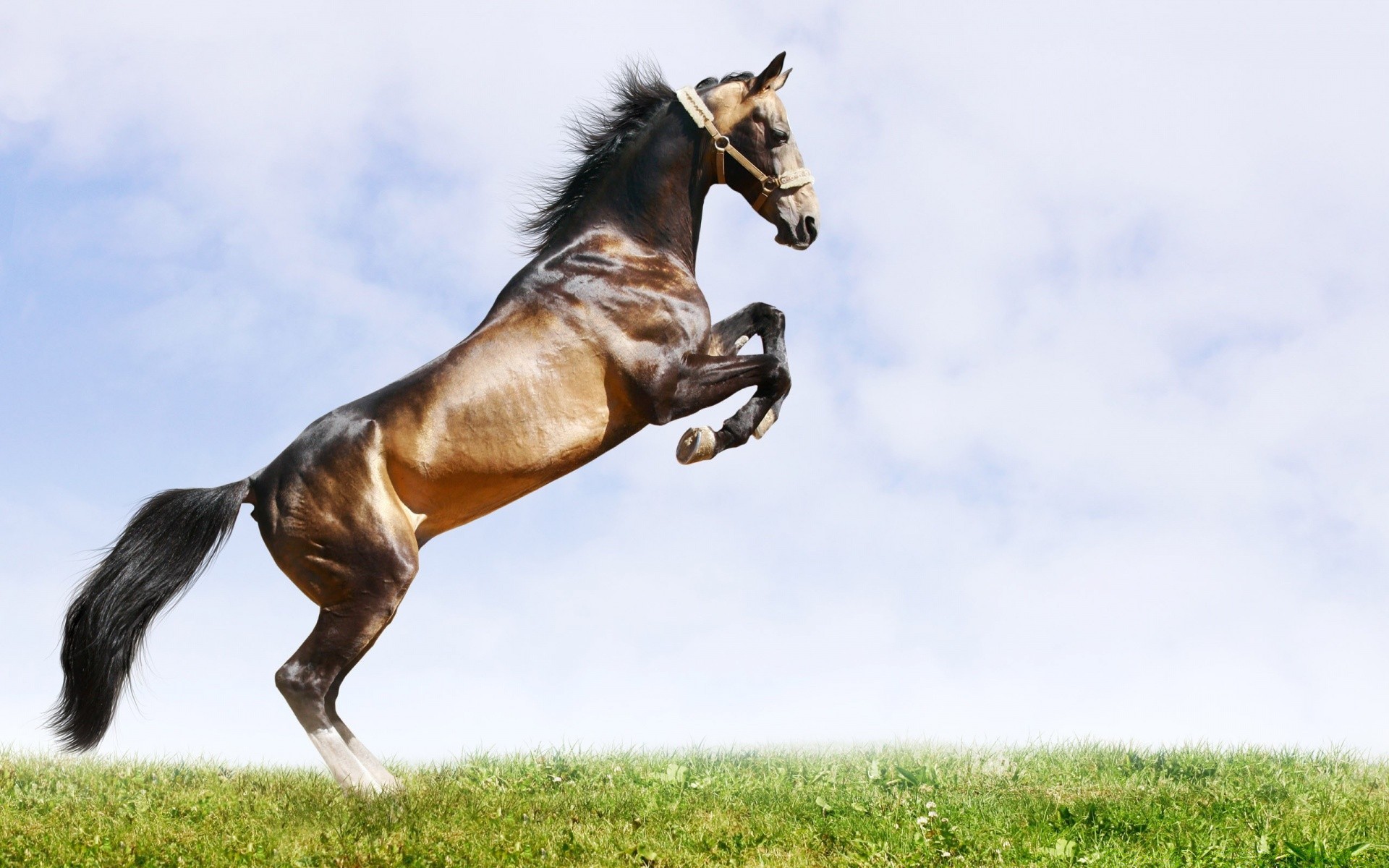 pferd säugetier pferd kavallerie reiter manet hengst heuhaufen pferdezucht tier gras feld mare bauernhof weide schnell reinrassig pony sitzen