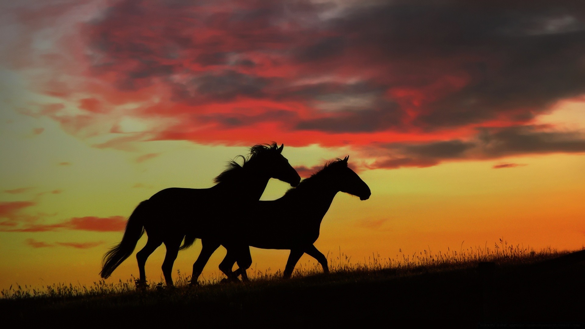 caballos puesta del sol caballería silueta iluminado noche mamífero caballo mare sentado amanecer ecuestre mustang paisaje sol crepúsculo cielo semental cría de caballos granja animal