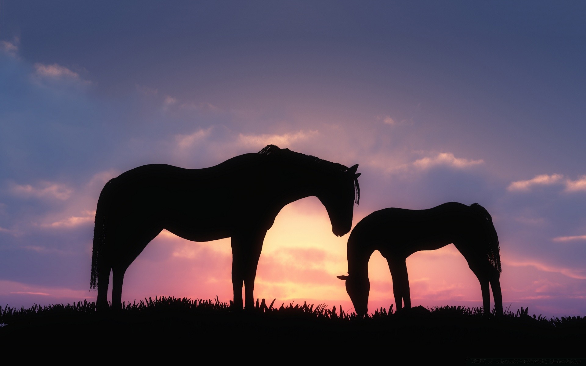 caballos mamífero caballería mare caballo silueta paisaje puesta de sol cielo animal semental al aire libre