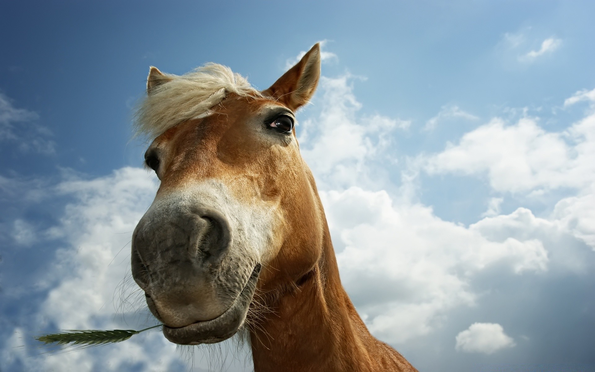 caballos animal mamífero caballería retrato cielo granja naturaleza mare capítulo mane pasto hierba animales vivos