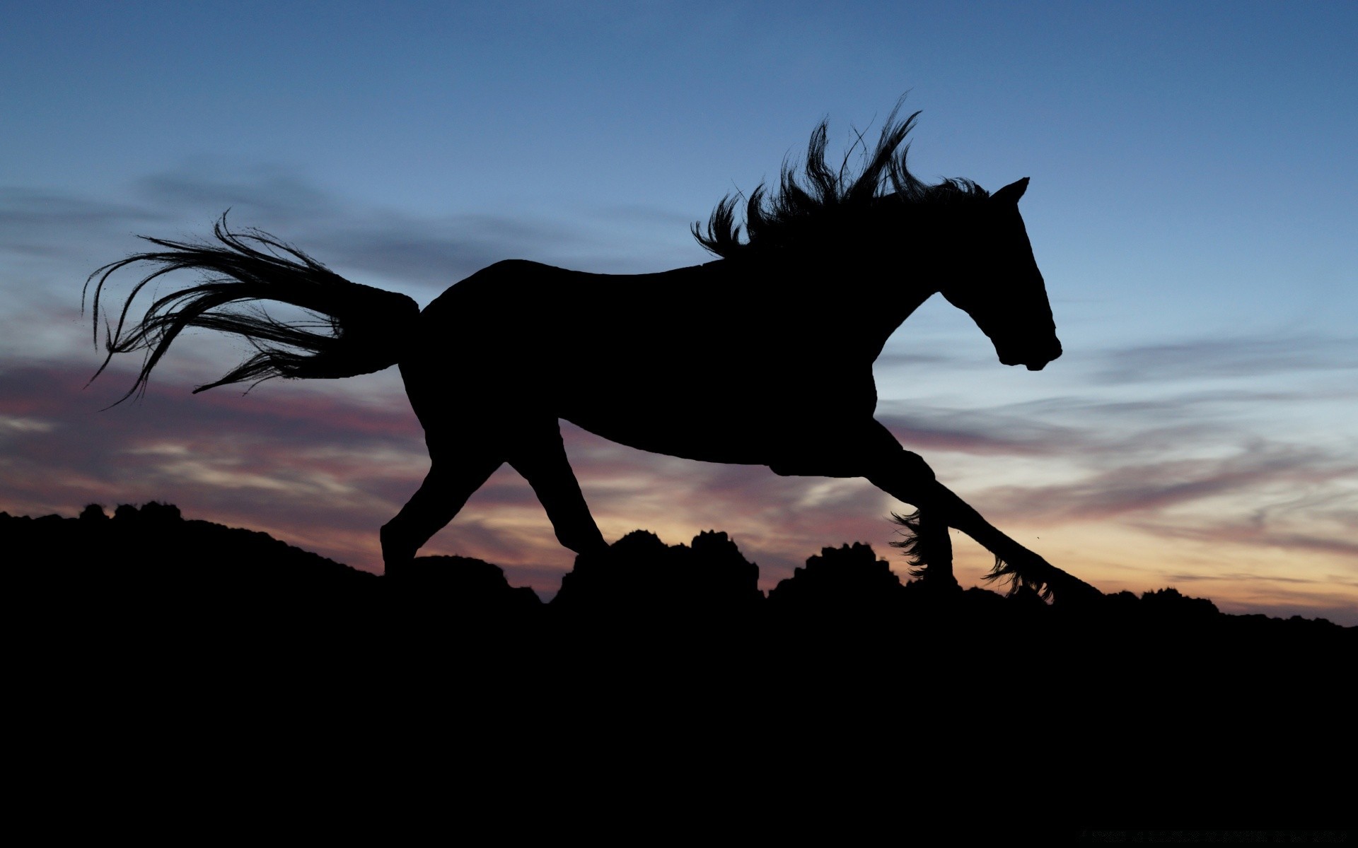 cavallo cavalleria tramonto mammifero mare cavallo illuminato silhouette mustang sera cielo stallone da solo seduto paesaggio allevamento di cavalli equestre