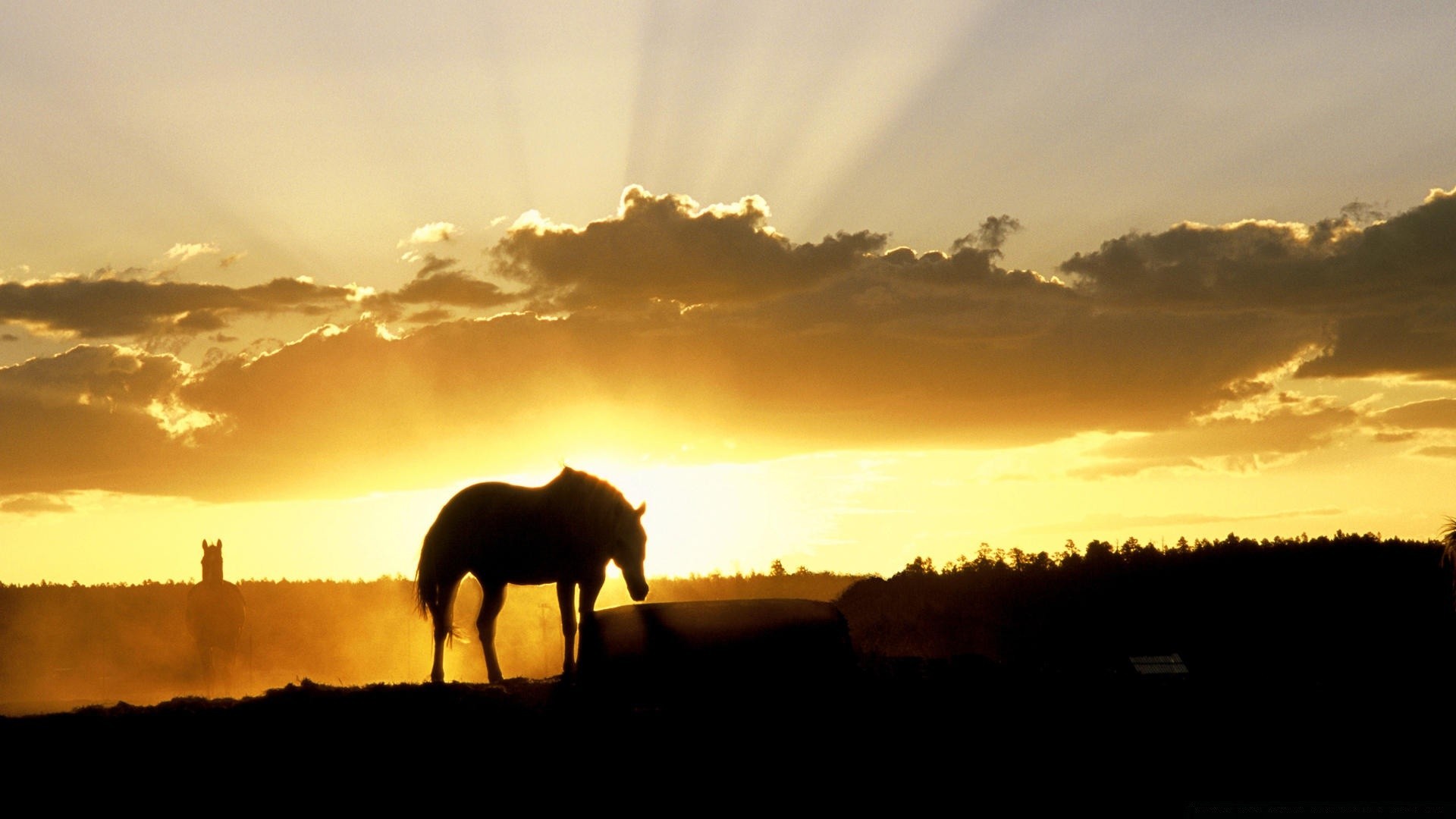 horses sunset dawn silhouette sun evening backlit sky dusk landscape fair weather nature outdoors mammal