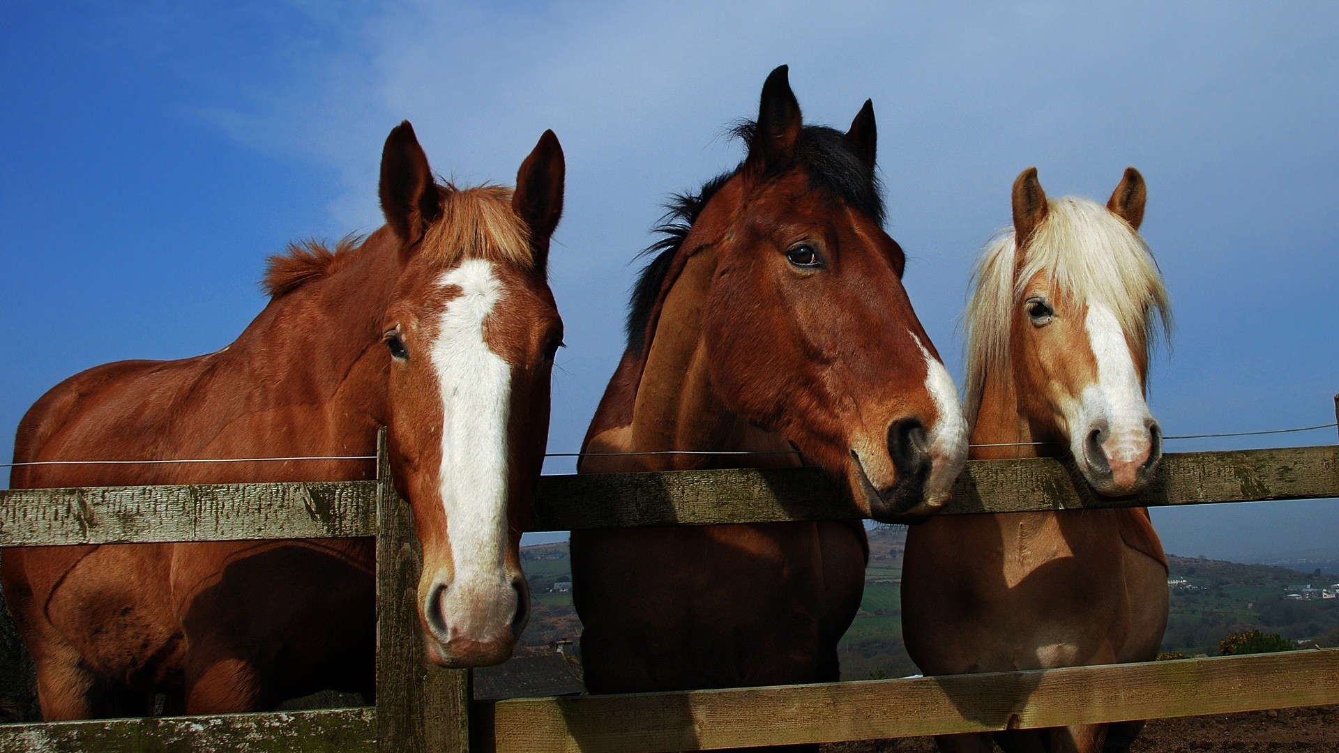 cavalos mamífero cavalo cavalaria mare fazenda criação de cavalos garanhão equestre pônei estável manet animal dois castanha pasto sentado agricultura cavalo de corrida um