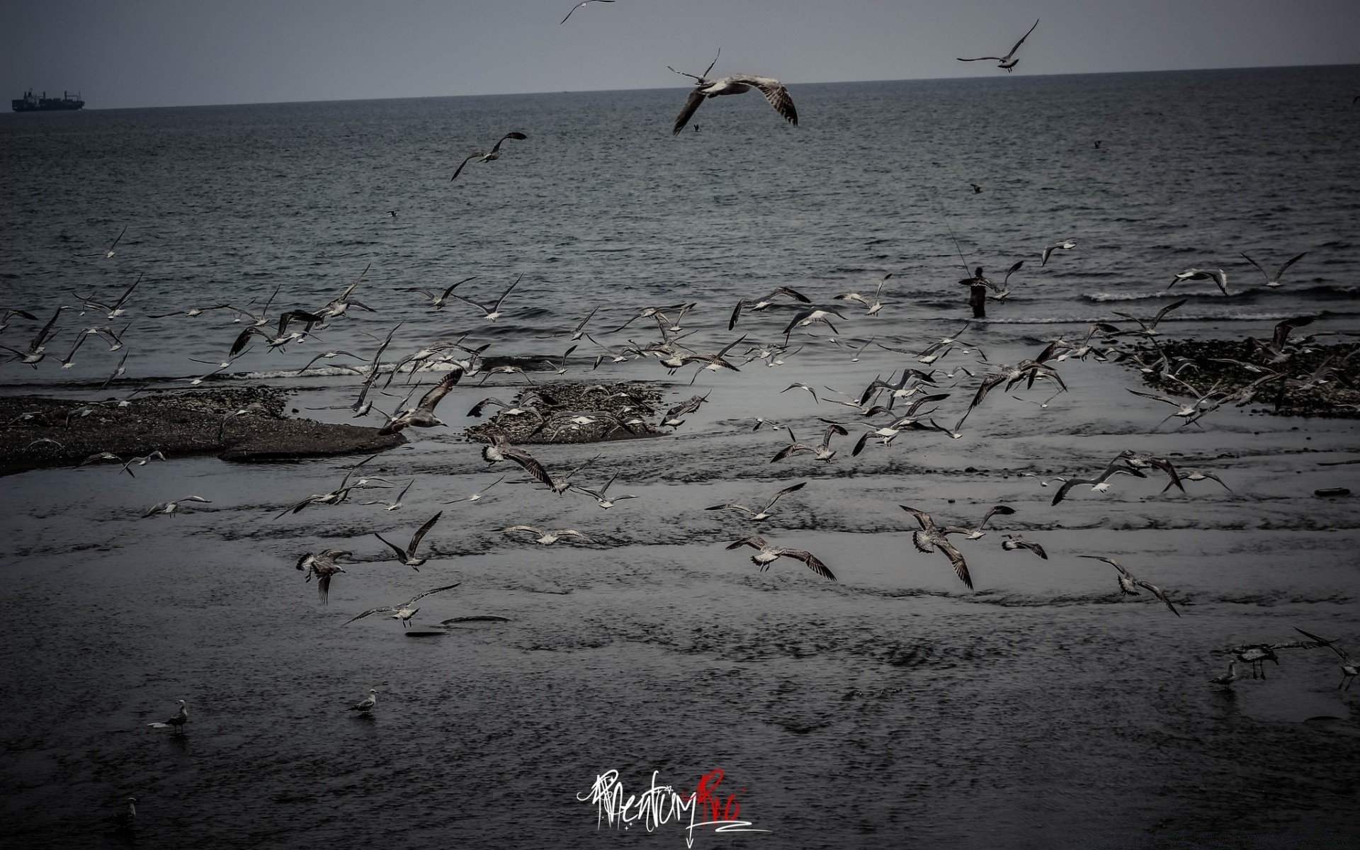 birds water beach outdoors sea sand winter nature evening seashore ocean seagulls sunset bird dawn sky