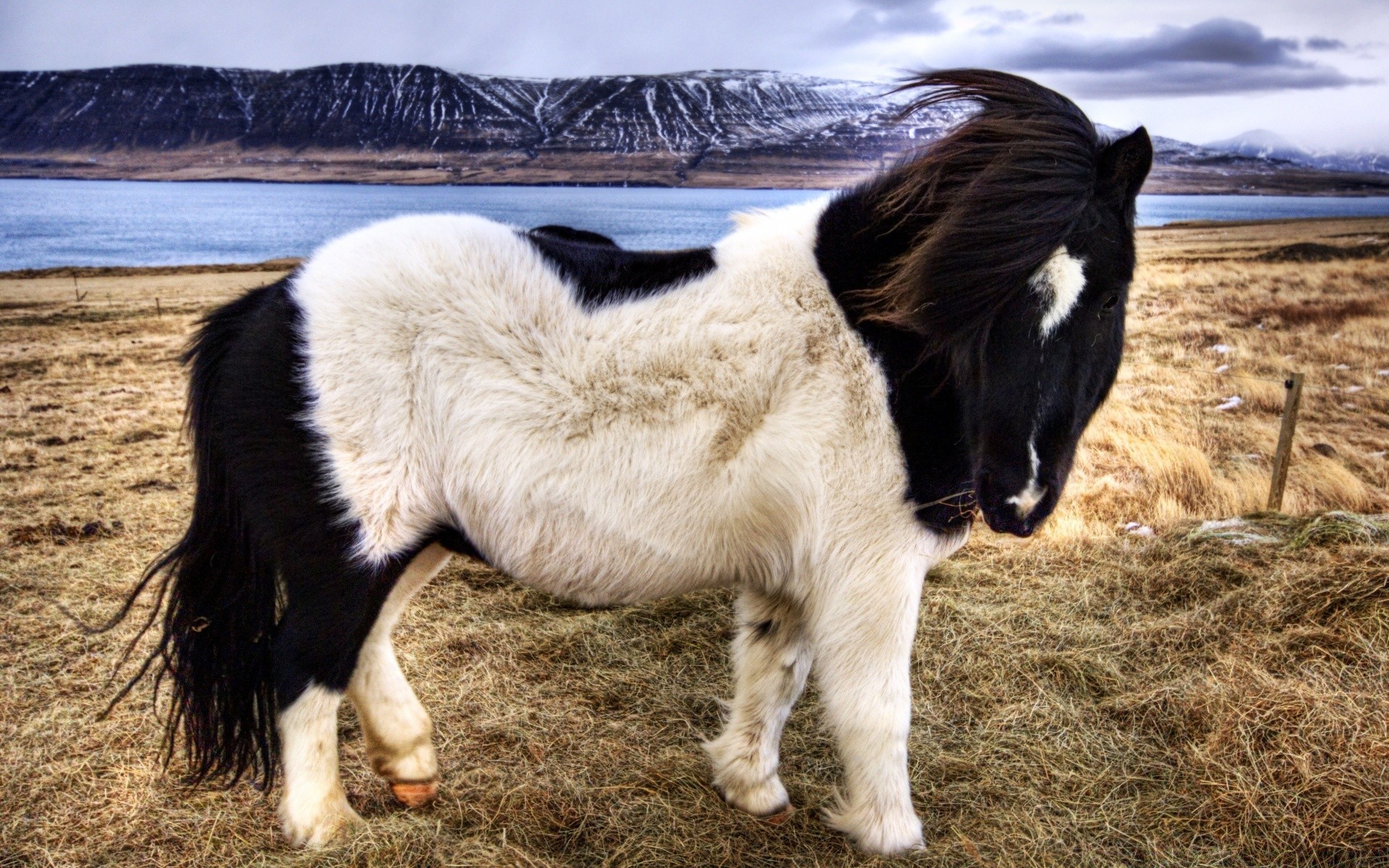 horses mammal farm livestock grass pasture one animal hayfield cavalry field agriculture outdoors grassland rural nature portrait