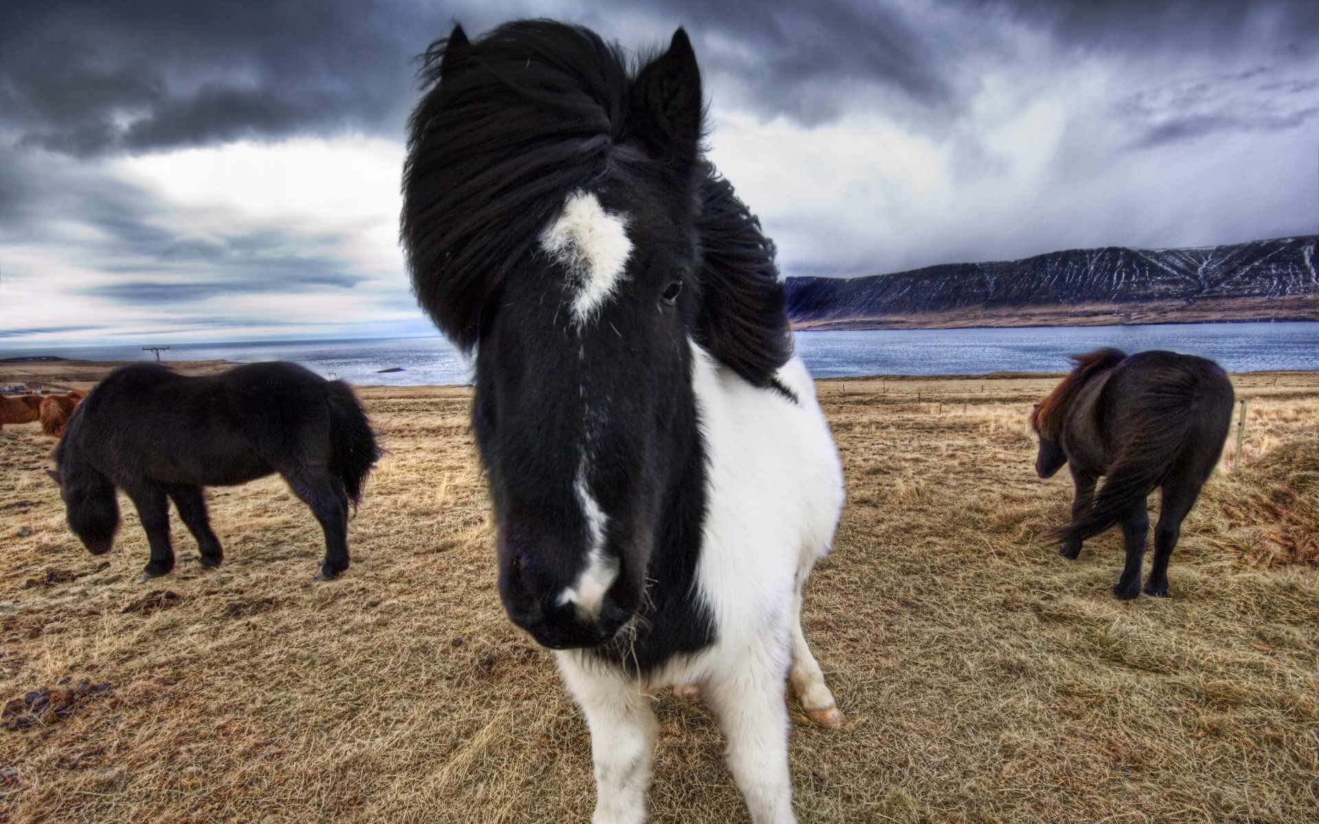 horses mammal farm cavalry livestock animal pasture agriculture rural mare cattle outdoors horse hayfield field grass