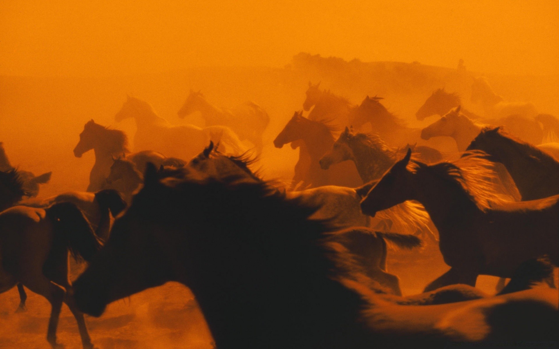 horses backlit silhouette sunset adult mammal wear sitting cavalry camel evening dawn motion art shadow painting one group desert action