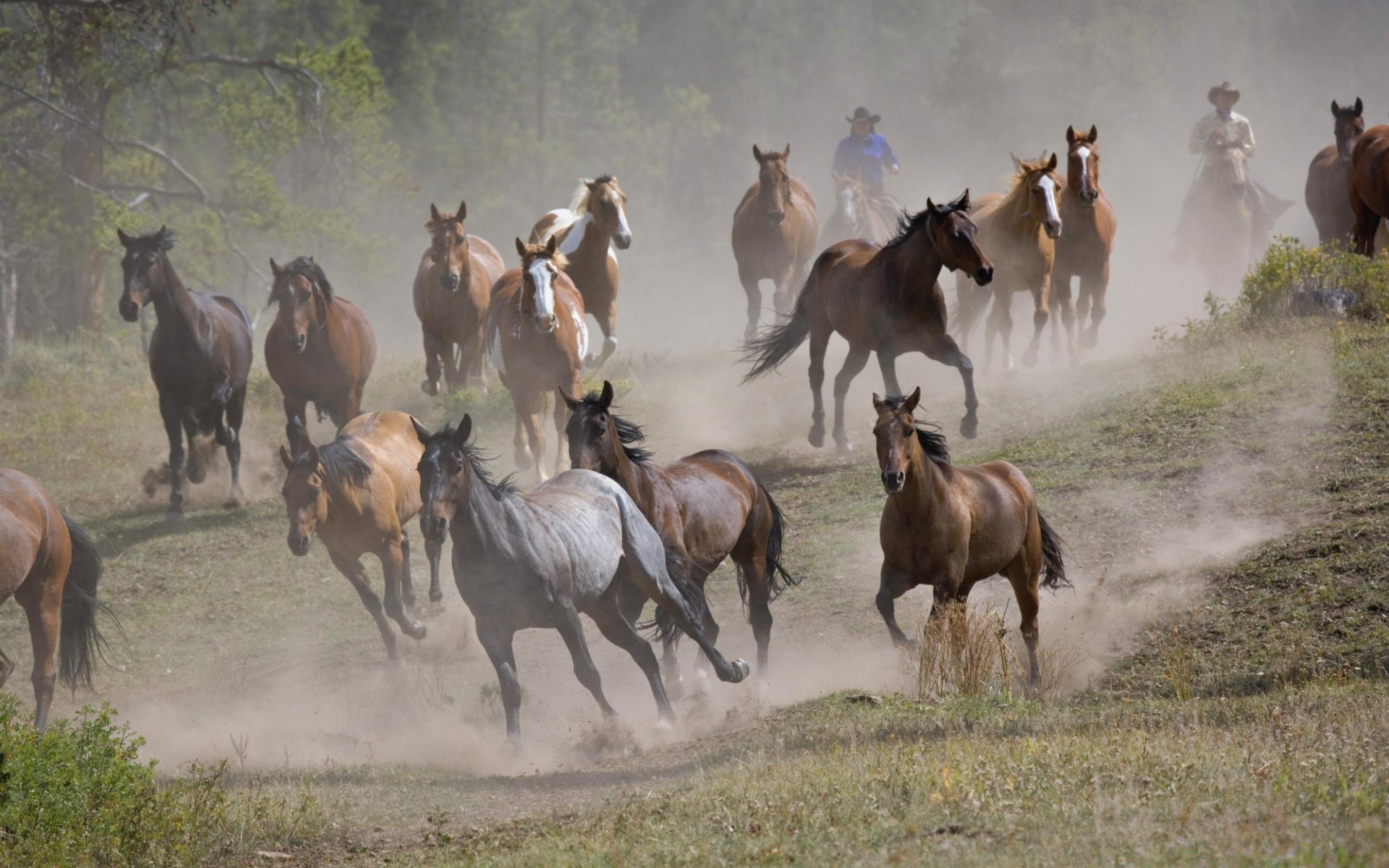 cheval mammifère cavalerie cheval assis animaux vivants troupeau équestre foin ferme pâturage animal mare cowboy herbe bétail champ herder la faune étalon