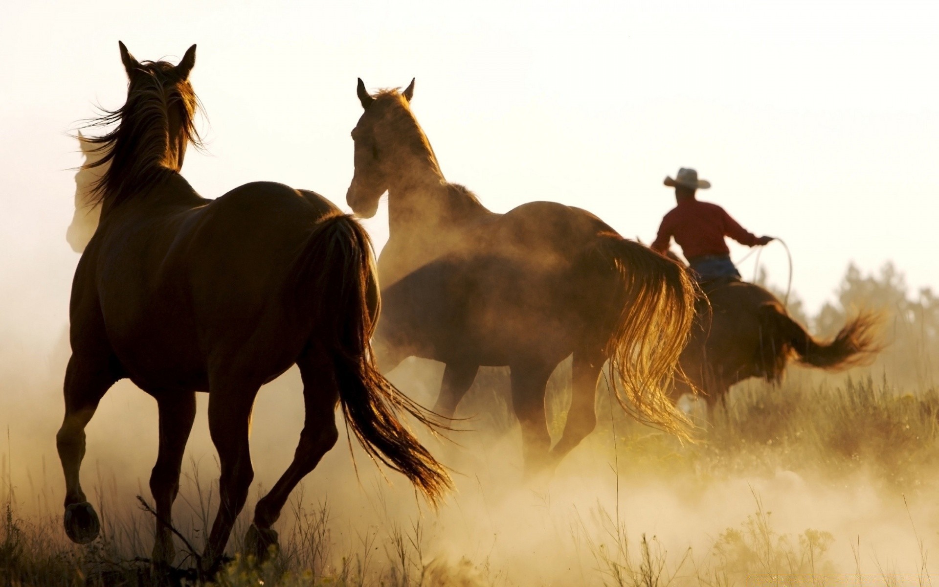 cavallo cavalleria mammifero cavallo mare equestre allevamento di cavalli stallone seduto mustang animale fattoria manet animali vivi pony fieno skoko campo puledro erba azione