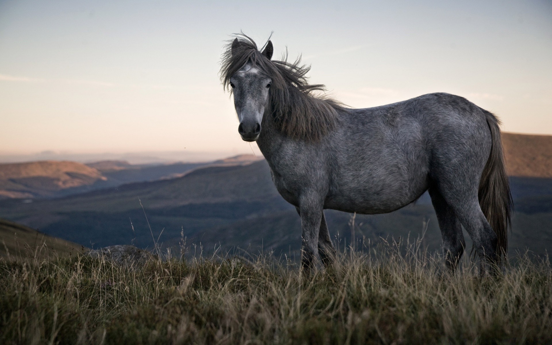 pferd säugetier kavallerie mare gras heuhaufen pferd feld tier bauernhof weide manet weide im freien hengst ländlichen pferdezucht landschaft lebende tiere