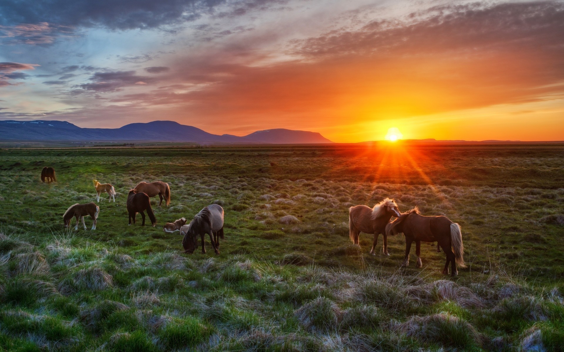 chevaux herbe mammifère foin pâturage rural agriculture champ ferme pâturage troupeau paysage cavalerie à l extérieur coucher de soleil ciel animaux vivants nature campagne été