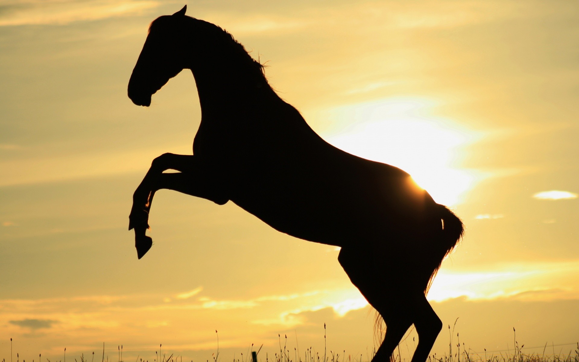 chevaux coucher de soleil rétro-éclairé cavalerie silhouette aube mammifère soleil cheval soir mare ciel équestre à l extérieur crépuscule assis étalon