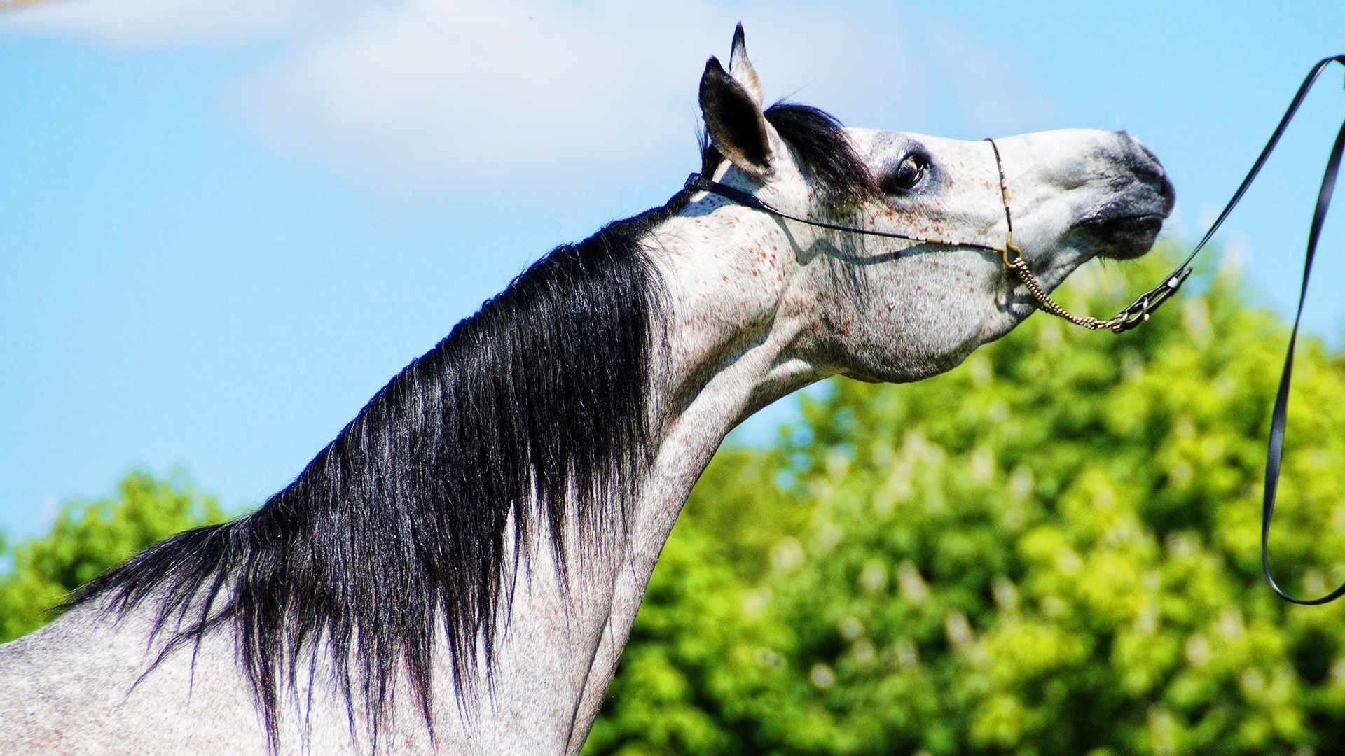 pferd tier kavallerie natur säugetier bauernhof manet porträt kopf pferdezucht wild geritten pferd hengst mare inländische