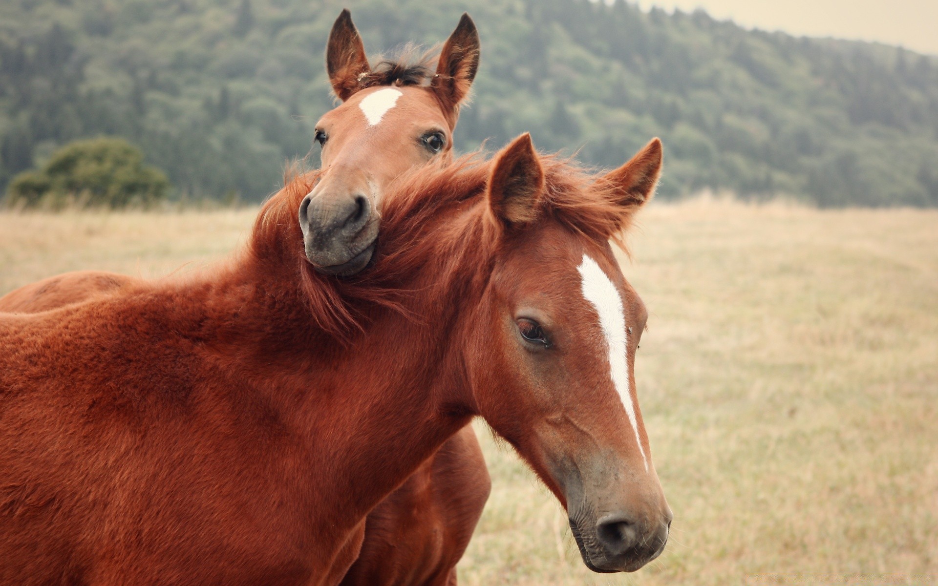 horses mammal mare cavalry horse grass farm hayfield animal pasture field stallion rural mane equine nature livestock equestrian agriculture