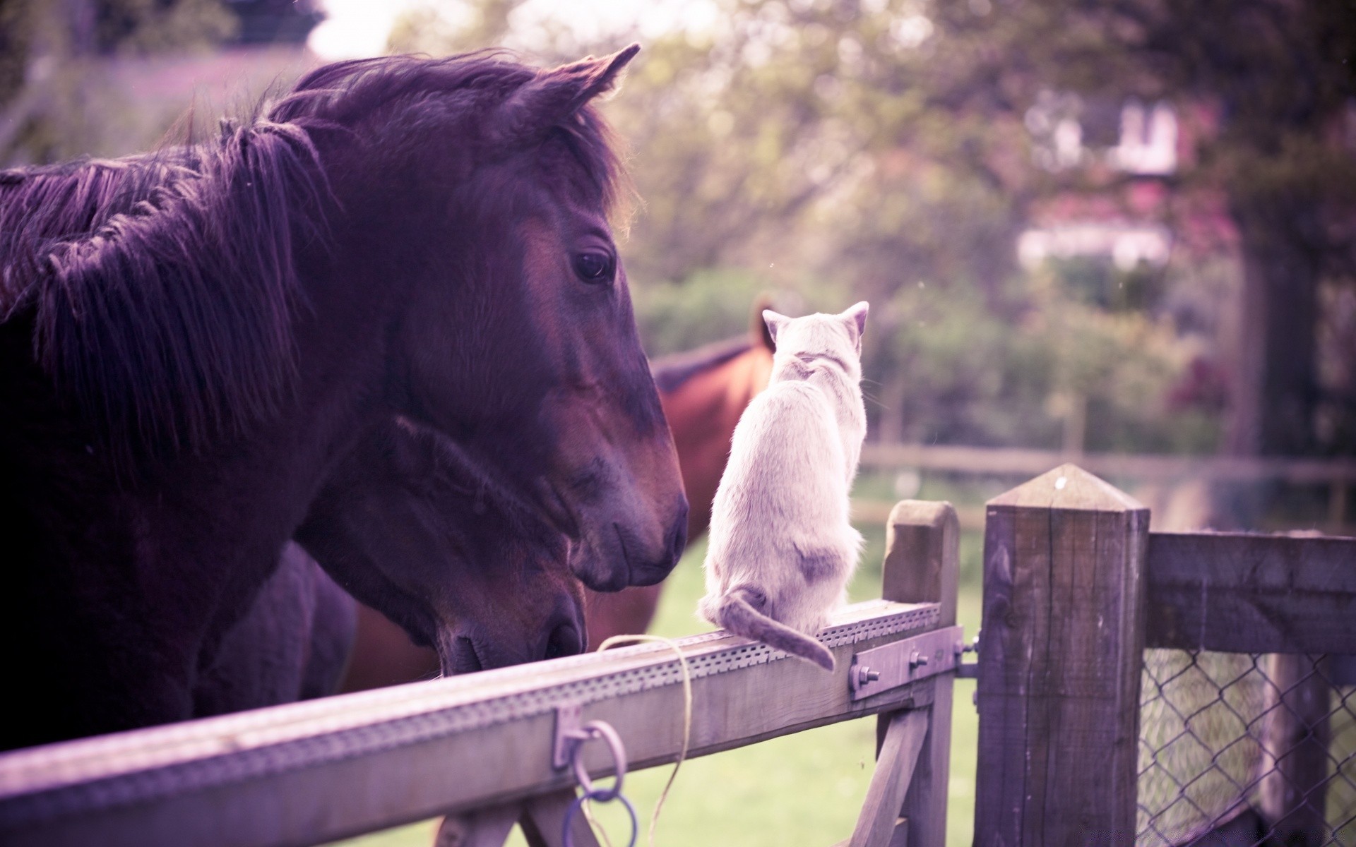 horses mammal fence outdoors portrait one cavalry farm animal pet nature daylight two landscape winter