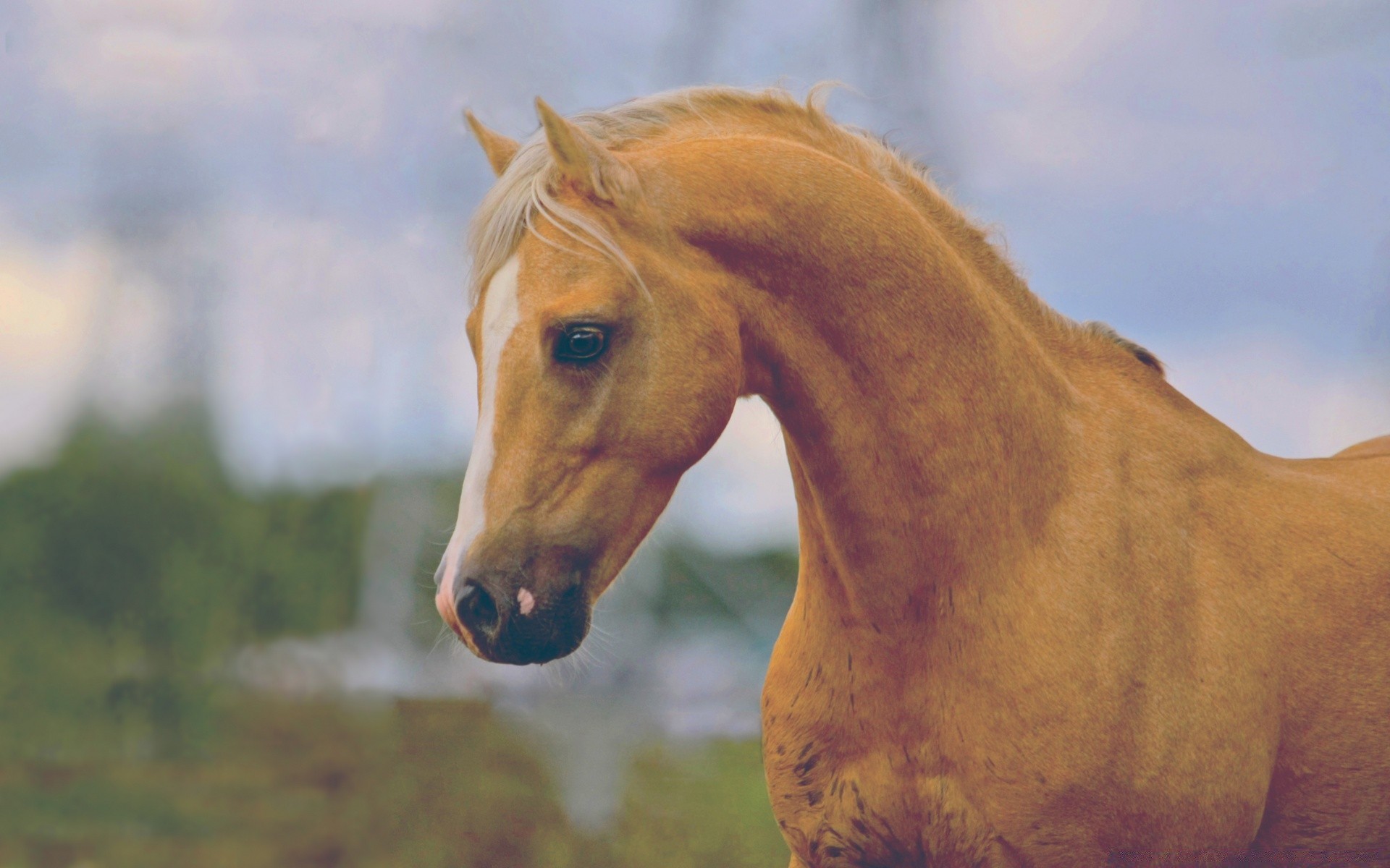 caballos caballería mamífero caballo mare granja animal al aire libre naturaleza cría de caballos solo luz del día hierba mane semental animales vivos pasto ecuestre retrato cielo