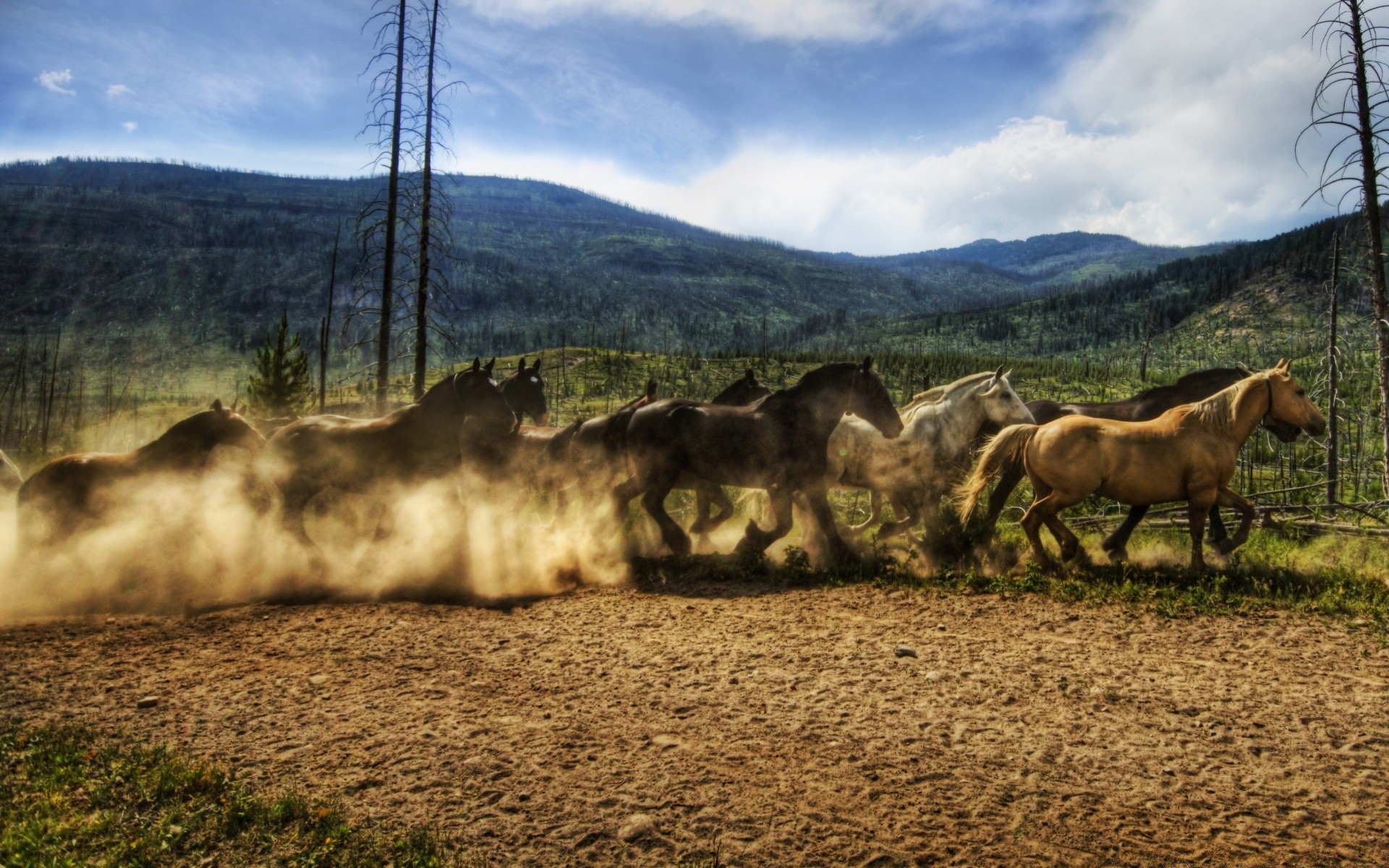 horses outdoors nature cavalry mammal sky grass landscape farm travel hayfield rural tree