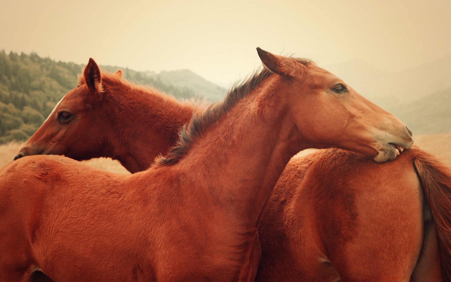 horses cavalry mammal livestock horse mare farm animal one portrait pasture agriculture outdoors wildlife equestrian equine