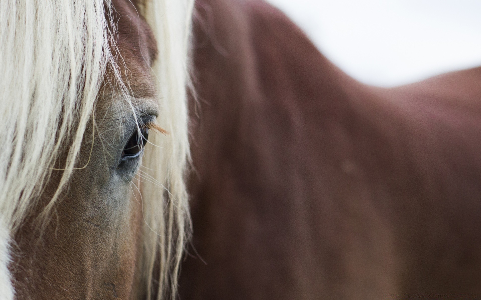 konie jazda mare hodowla koni manet portret ogier zwierzę natura jeździecki koń włosy kucyk ssak farma głowa na zewnątrz jeden kolor piękny