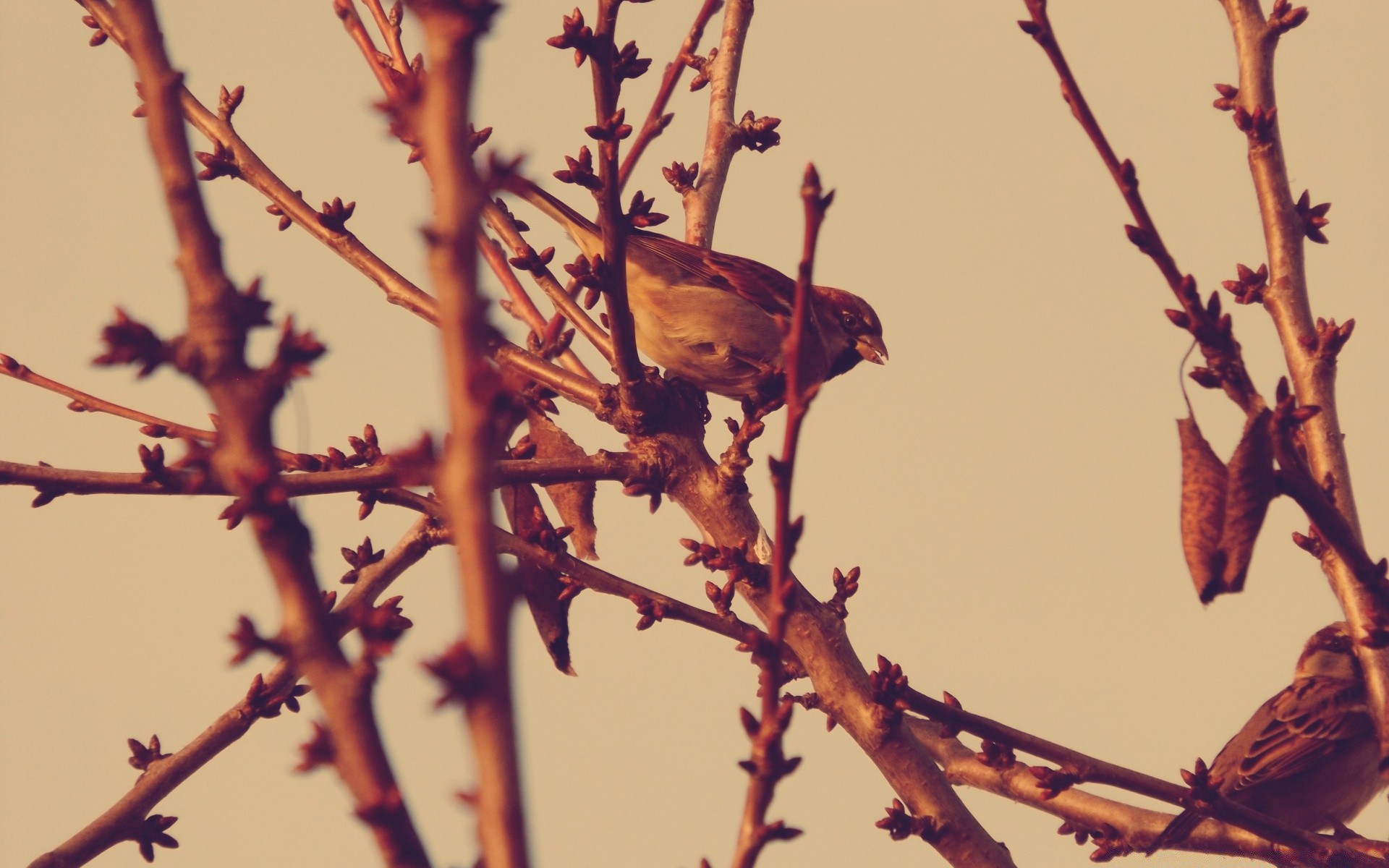 birds bird outdoors tree wildlife nature branch leaf