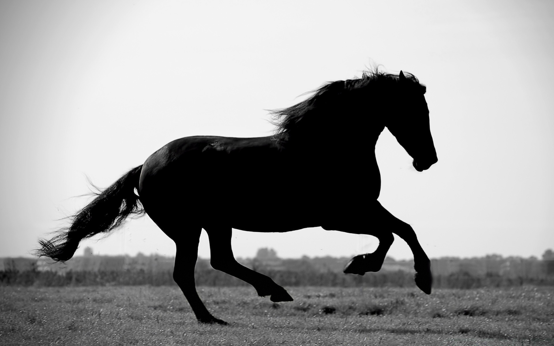 cavalos cavalo mare monocromático cavalaria criação de cavalos garanhão mamífero equestre pônei manet animal cavalo de corrida sentado mustang ação puro-sangue solteiro fazenda campo espinho