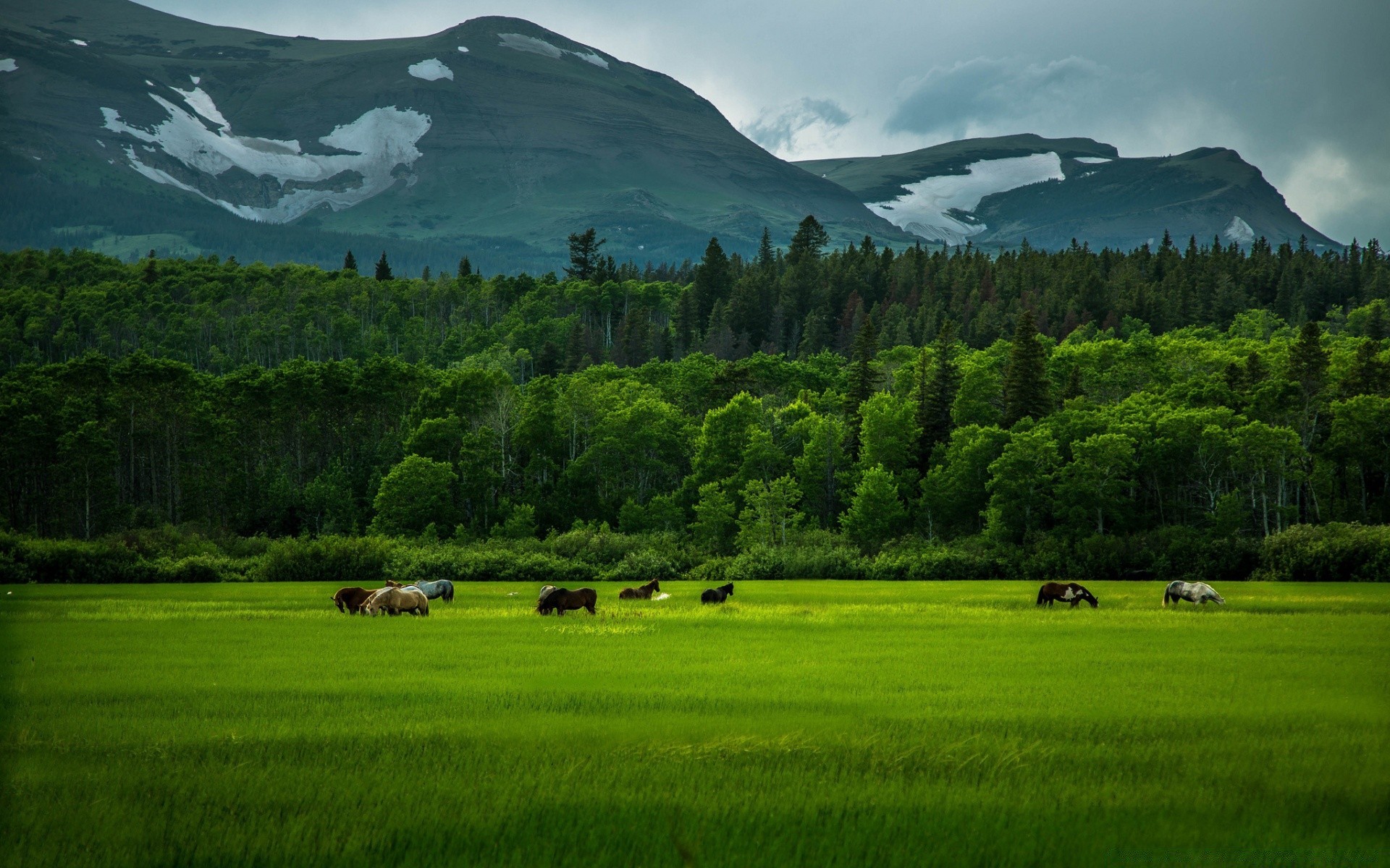 horses landscape agriculture hayfield mountain pasture hill grass outdoors farm cattle pastoral tree nature livestock scenic grassland countryside cow sheep