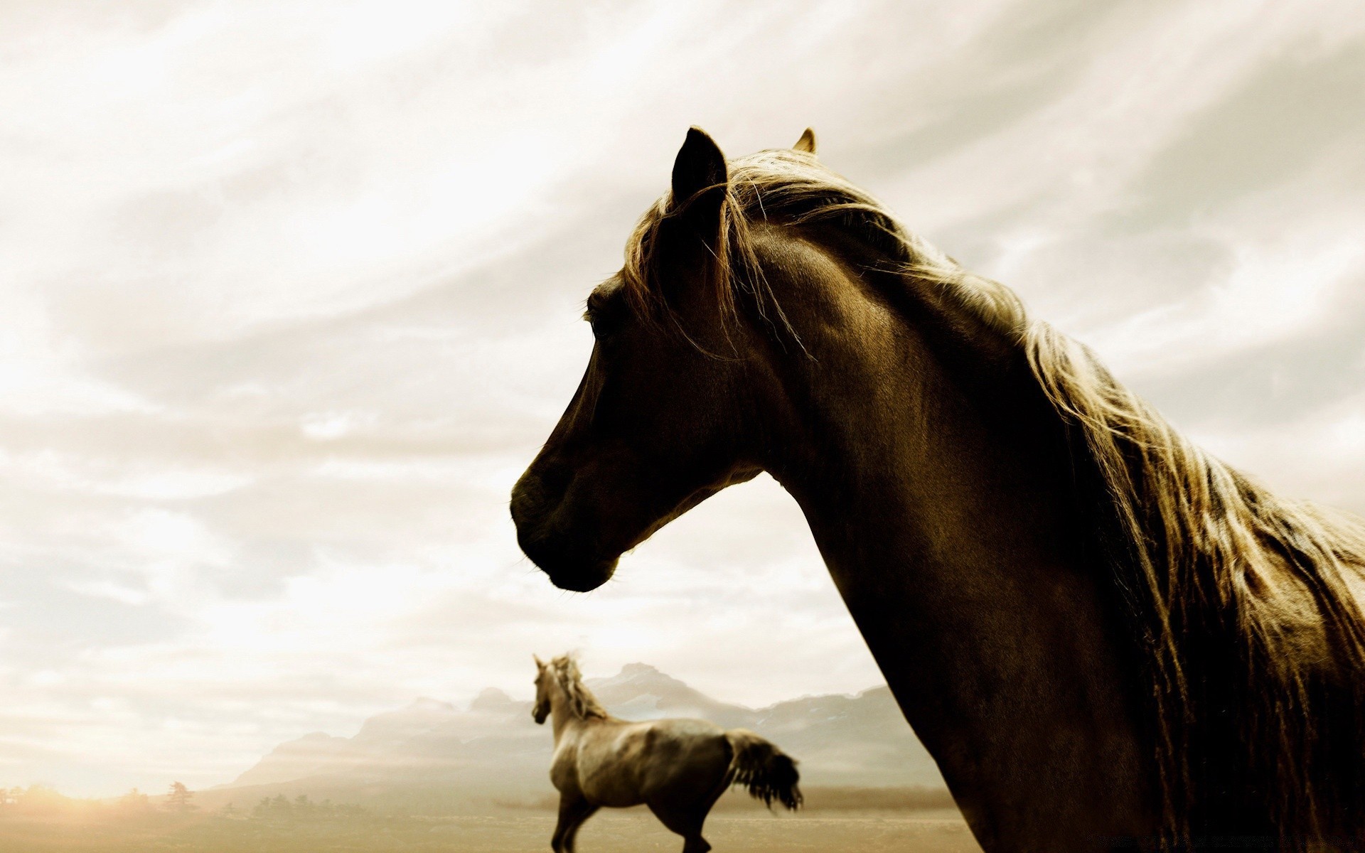 cavalos mamífero animal cavalaria sozinho ao ar livre retrato céu pôr do sol cavalo natureza