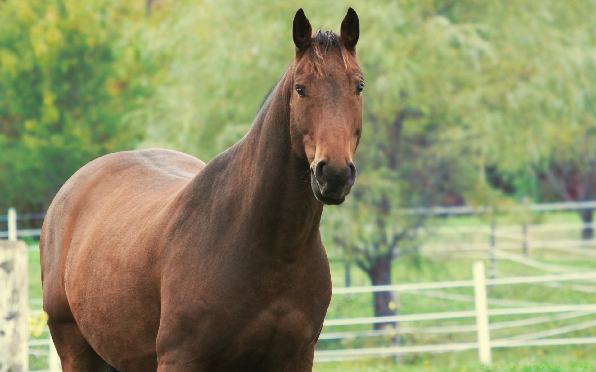 cavalos cavalo mare mamífero pasto cavalaria fazenda animal criação de cavalos garanhão grama equestre campo natureza feno mane corredor ao ar livre rural