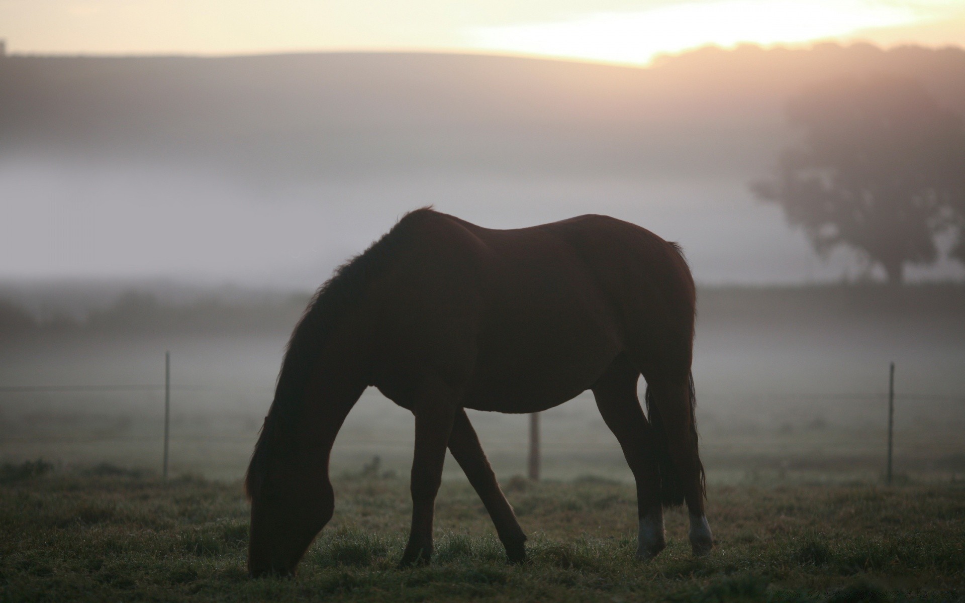 cavallo mammifero tramonto cavalleria sera mare fauna selvatica paesaggio alba erba pascolo animale nebbia