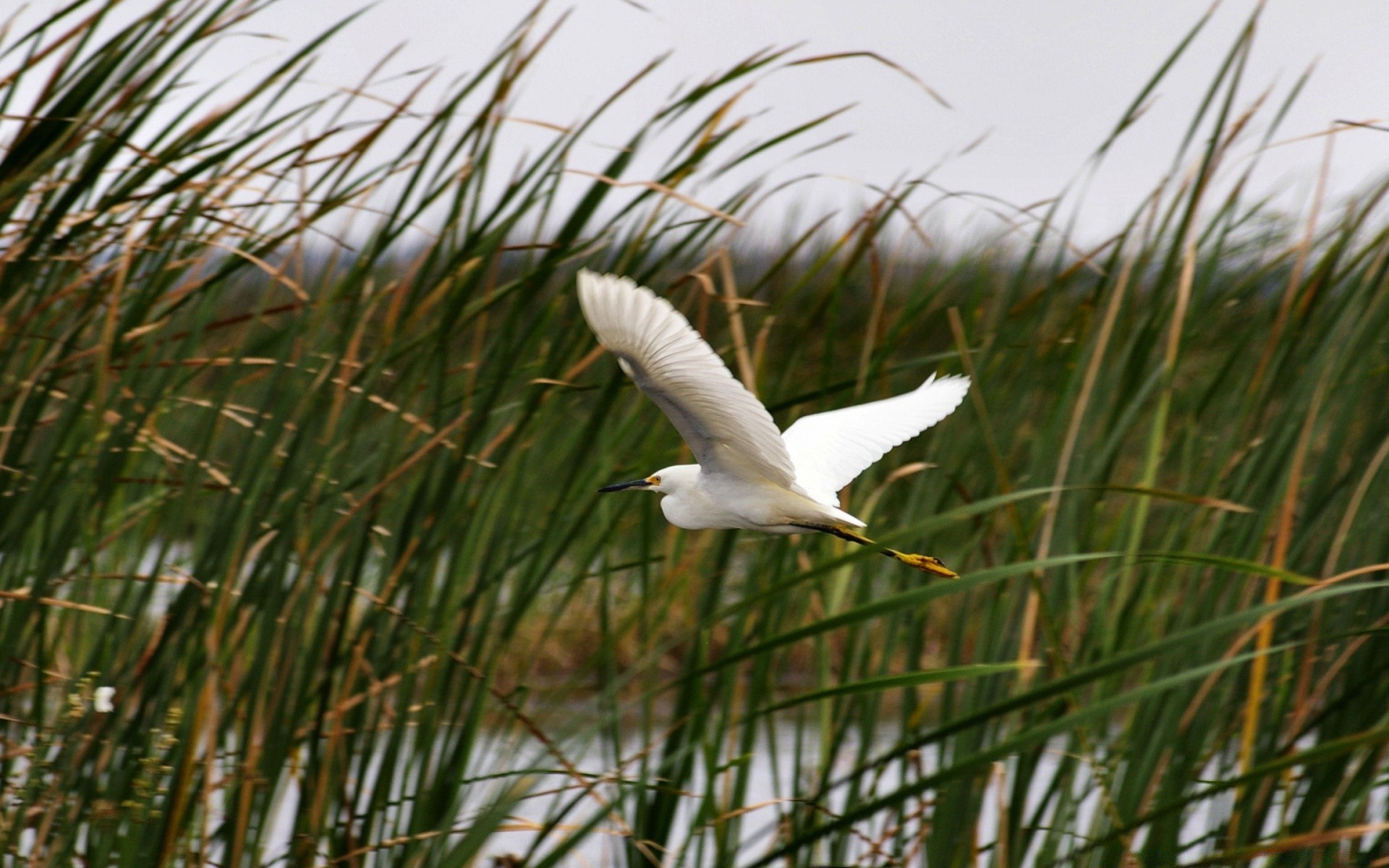 waterfowl nature grass outdoors marsh water bird summer lake wildlife wild