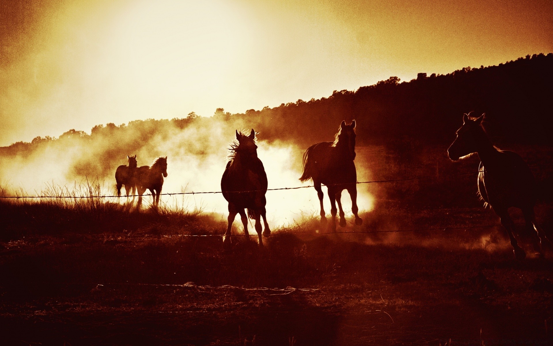 pferd kavallerie säugetier sitzen gruppe cowboy erwachsener mann sonnenuntergang staub landwirtschaft rennen transportsystem pferd silhouette herder