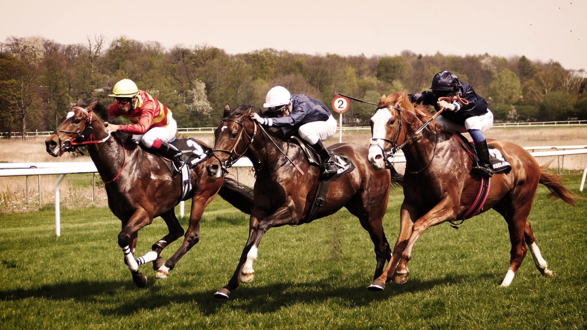 caballos caballo jinete raza pura sangre pista cría de caballos competencia ecuestre jinete látigo caballo de carreras yegua movimiento atleta césped juego rápido silla de montar acción