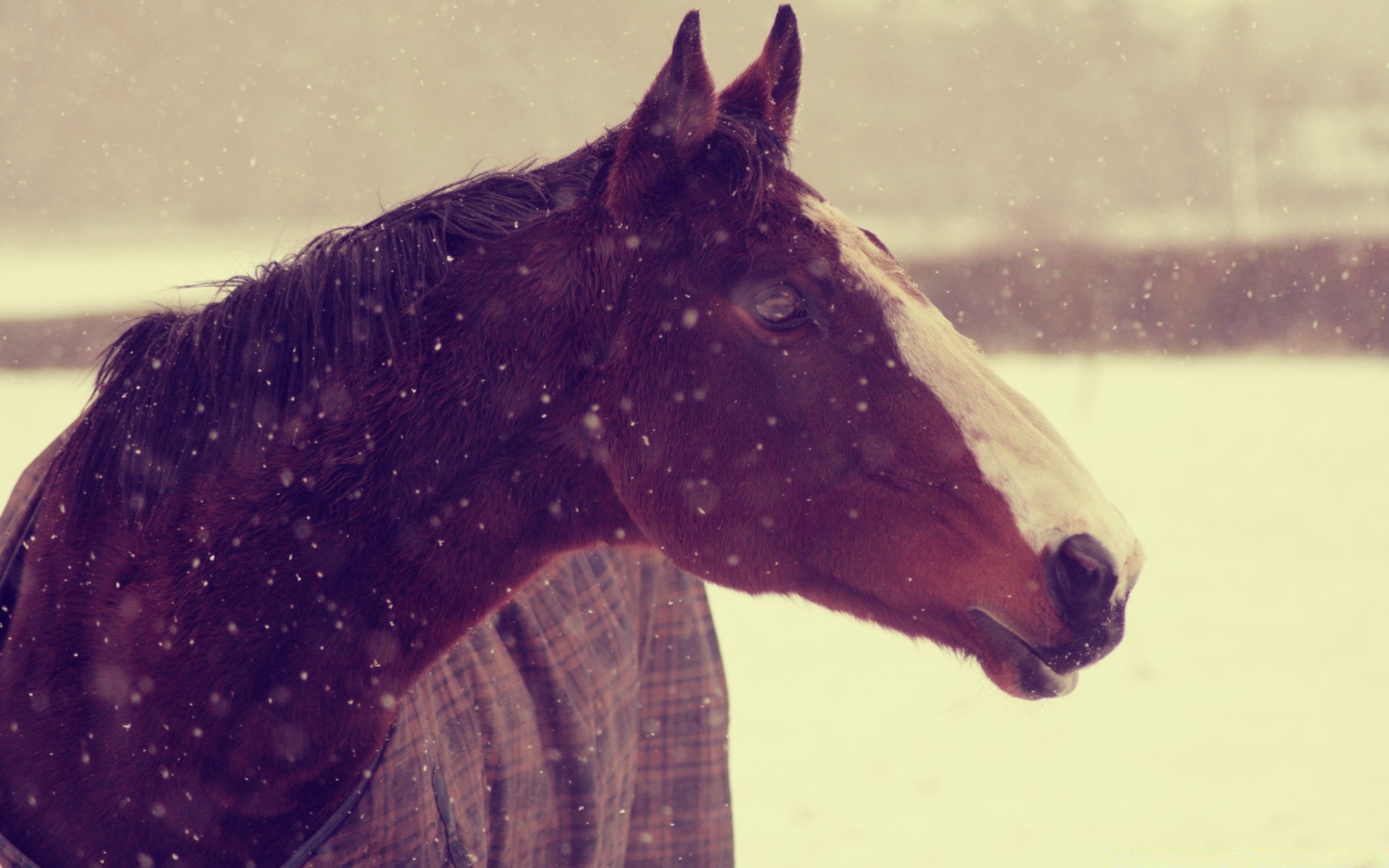 cavalo sozinho água mamífero vida selvagem natureza ao ar livre neve inverno debaixo d água