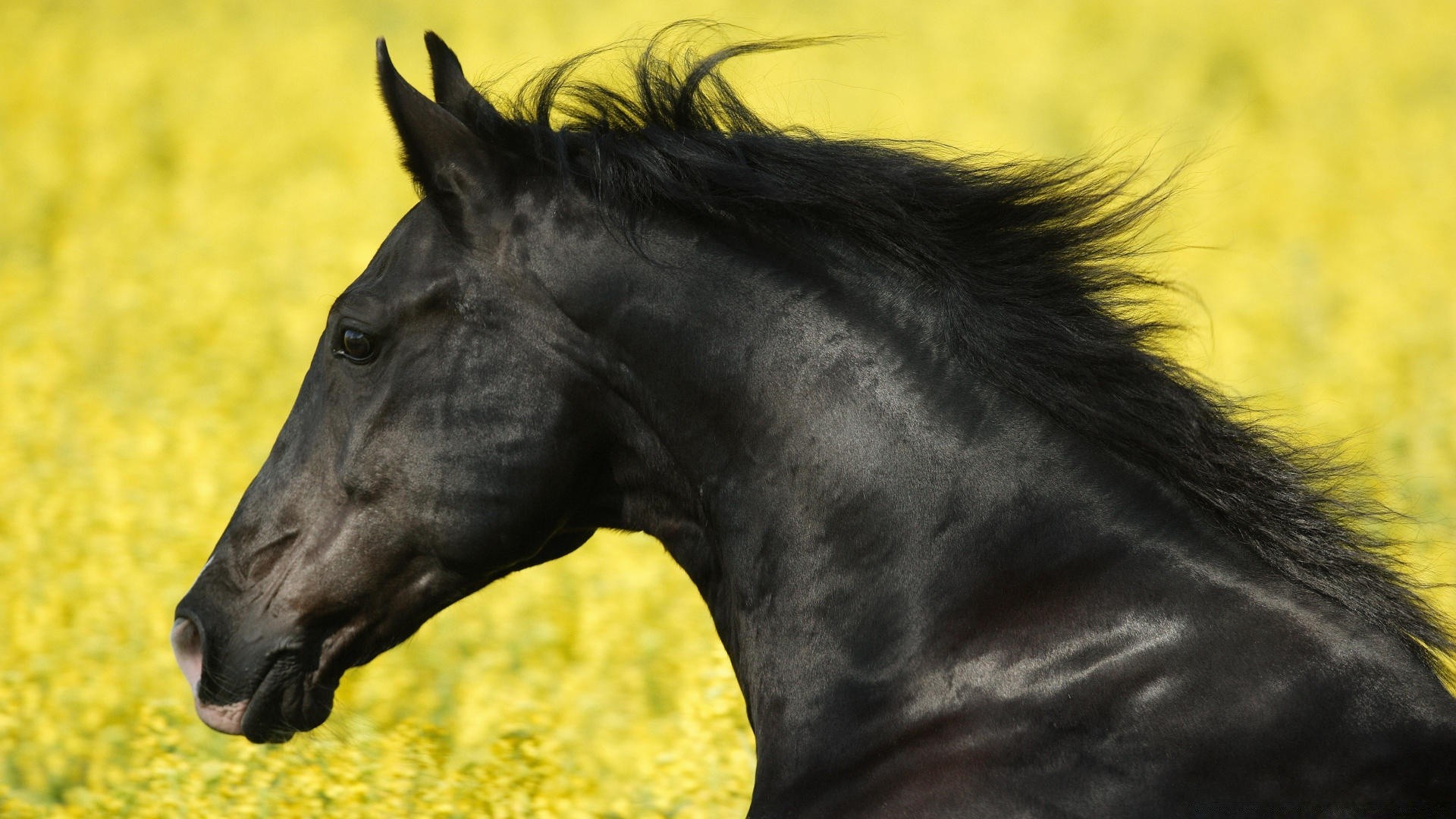 cavalli cavalleria mare mammifero animale erba campo stallone fattoria cavallo manet fieno allevamento di cavalli natura equestre ritratto pascolo all aperto