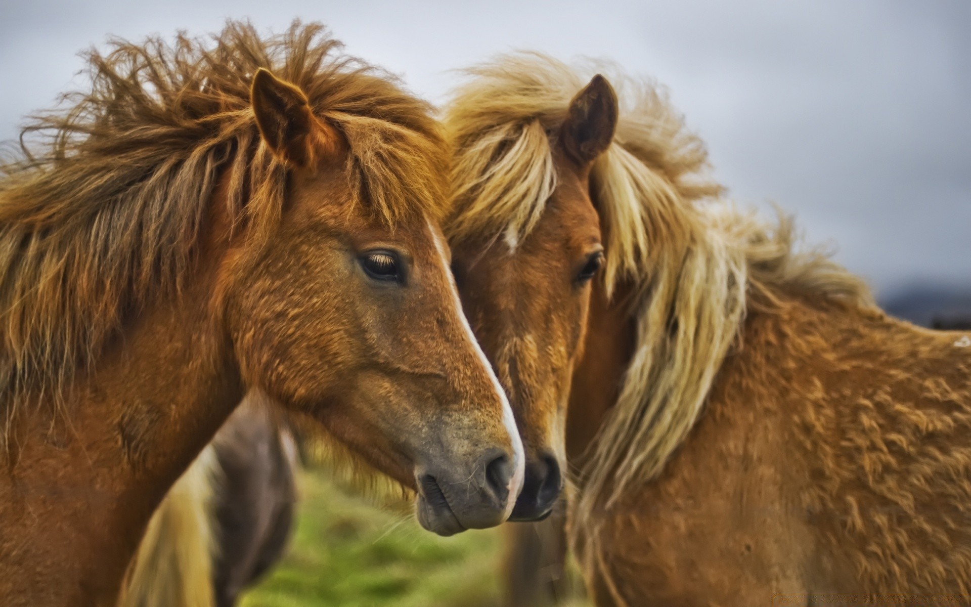 horses mammal animal mane cavalry wildlife nature outdoors wild fur livestock grass